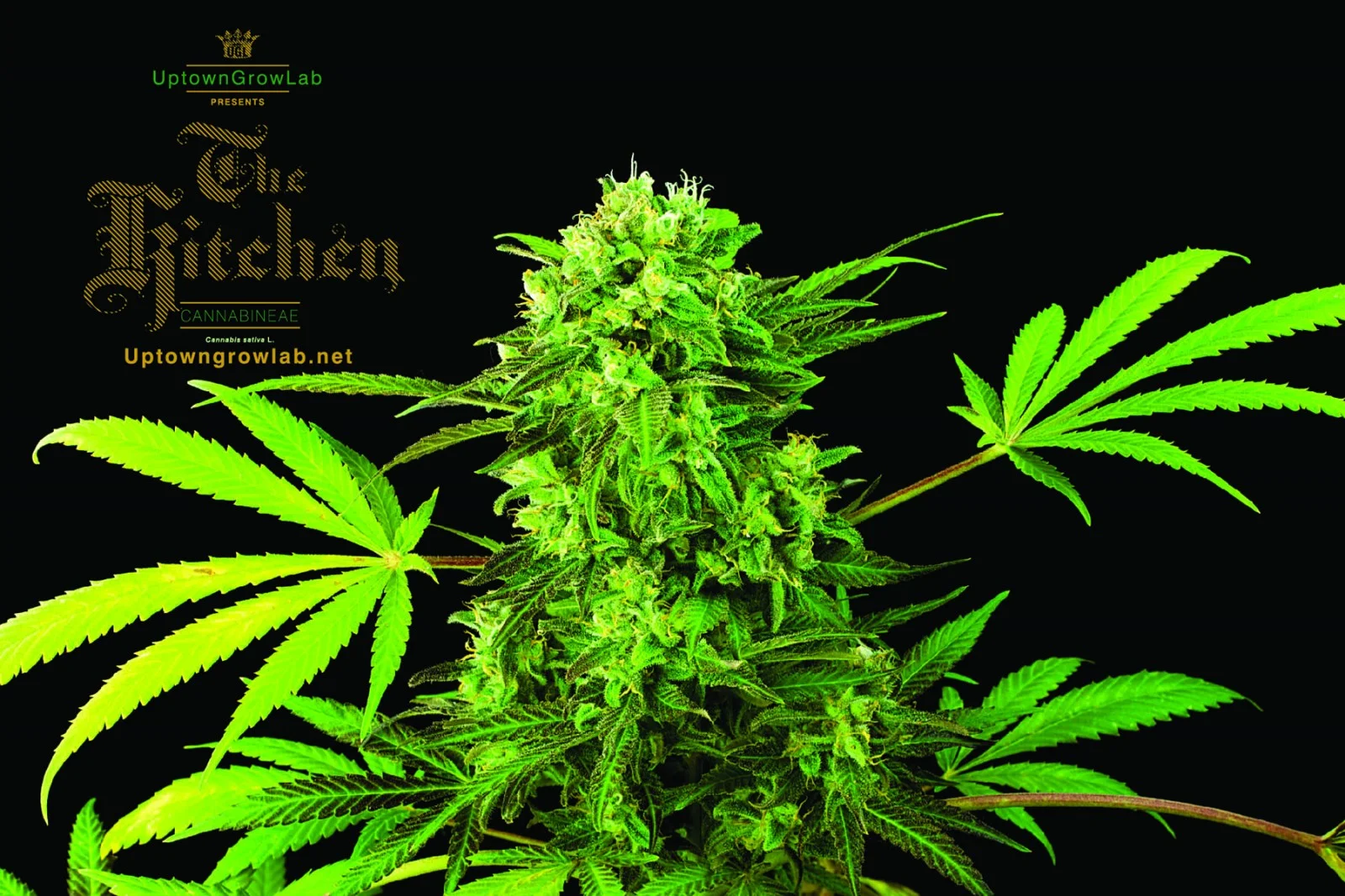 R-Kiem's Negra44