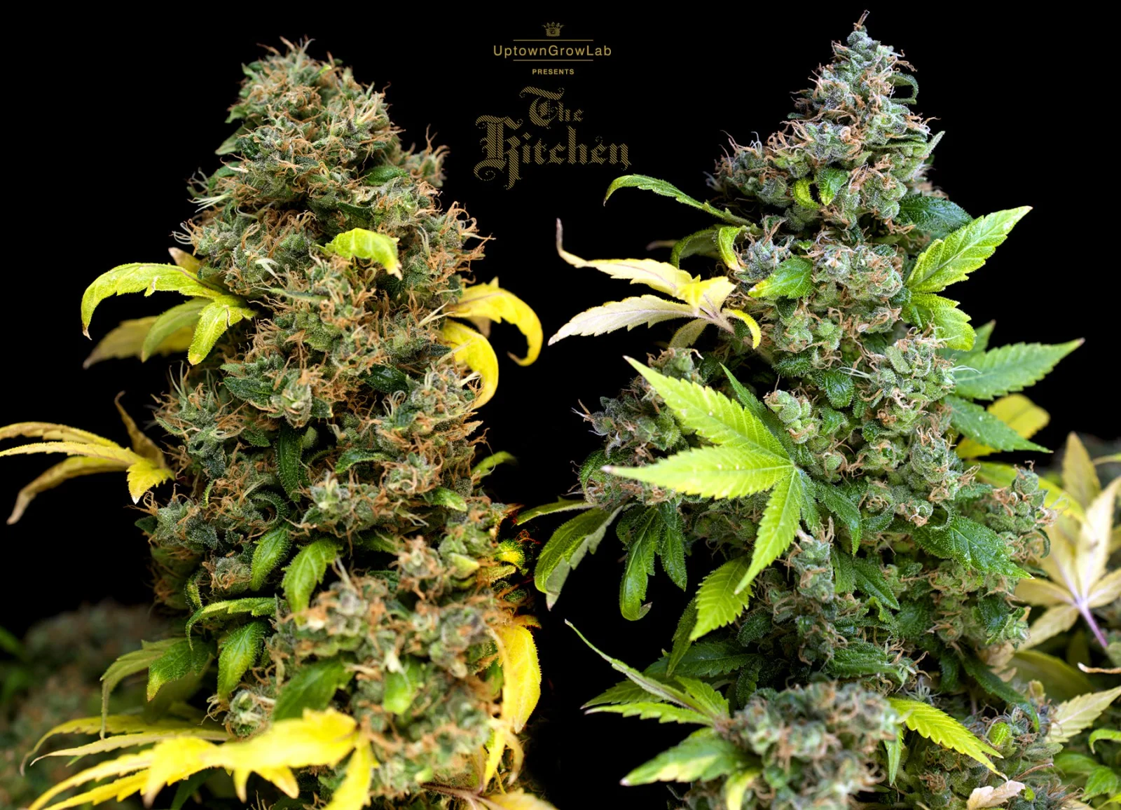 Serious Seeds' Bubble Gum