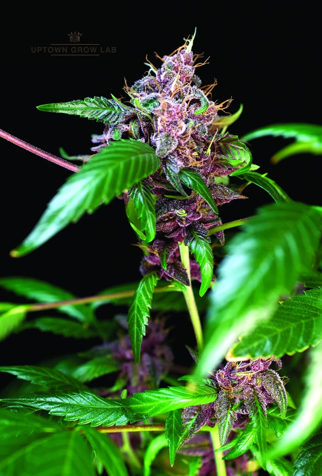 UPTOWN GROW LAB'S PHAK 47