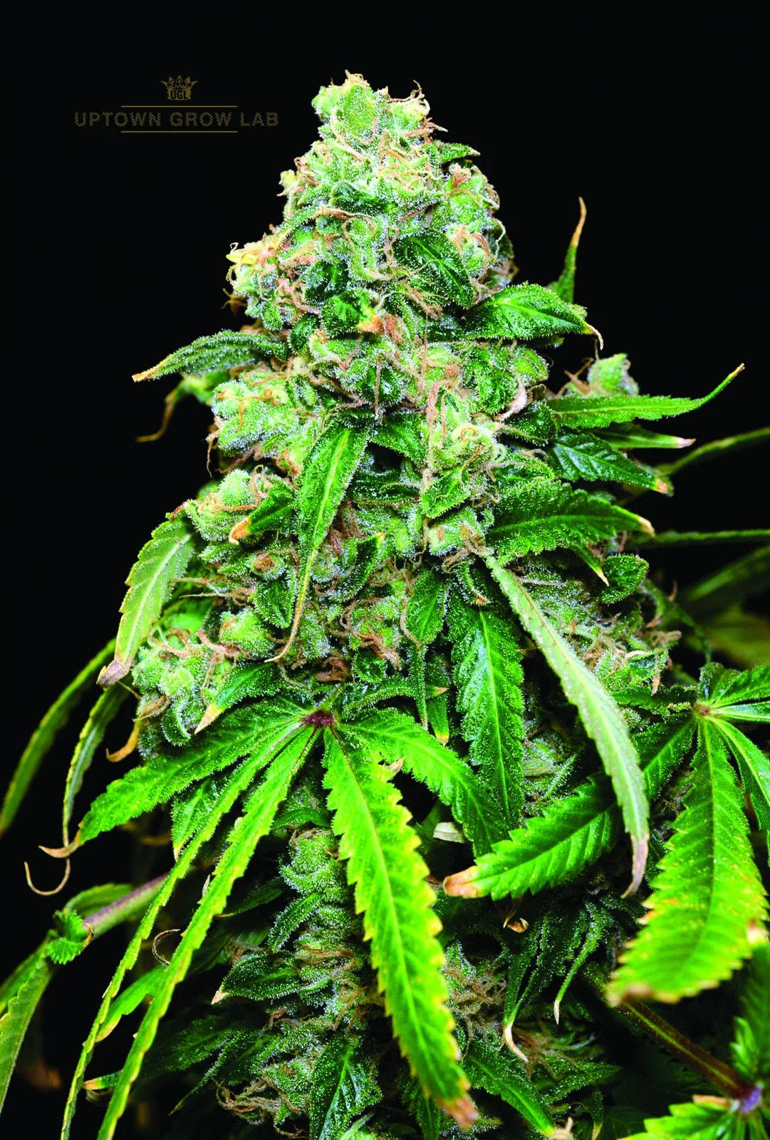 UPTOWN GROW LAB'S 212 HEADBAND