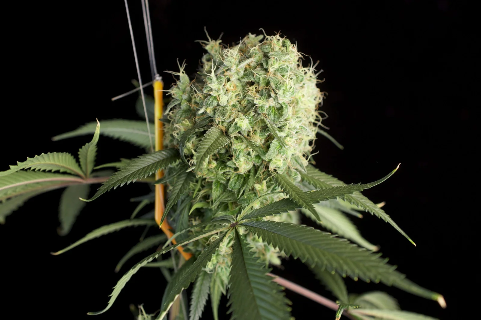 RARE DANKNESS'S GHOST TRAIN HAZE