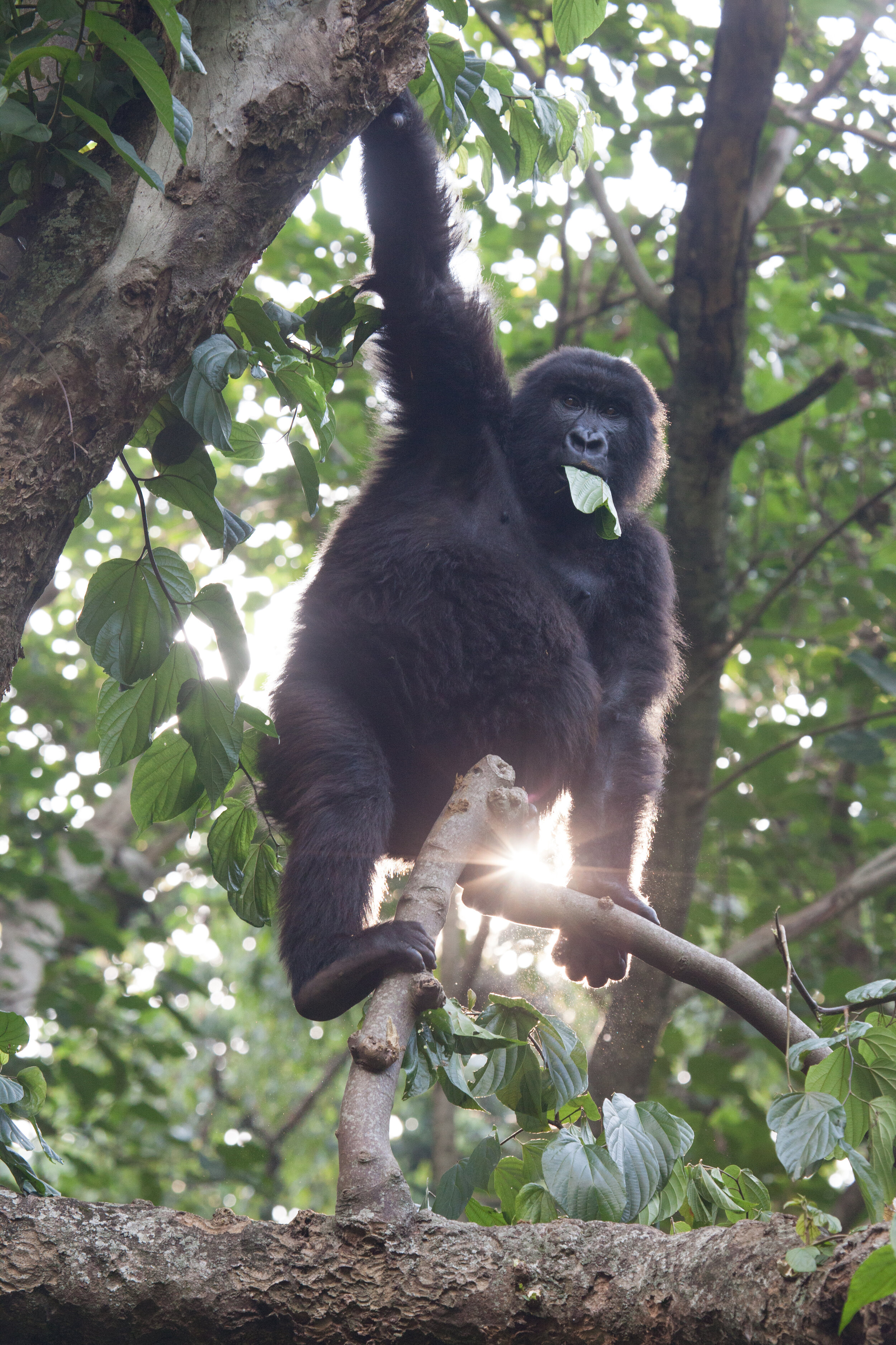 07.13.16_Virunga_BabyGorilla-6003.jpg