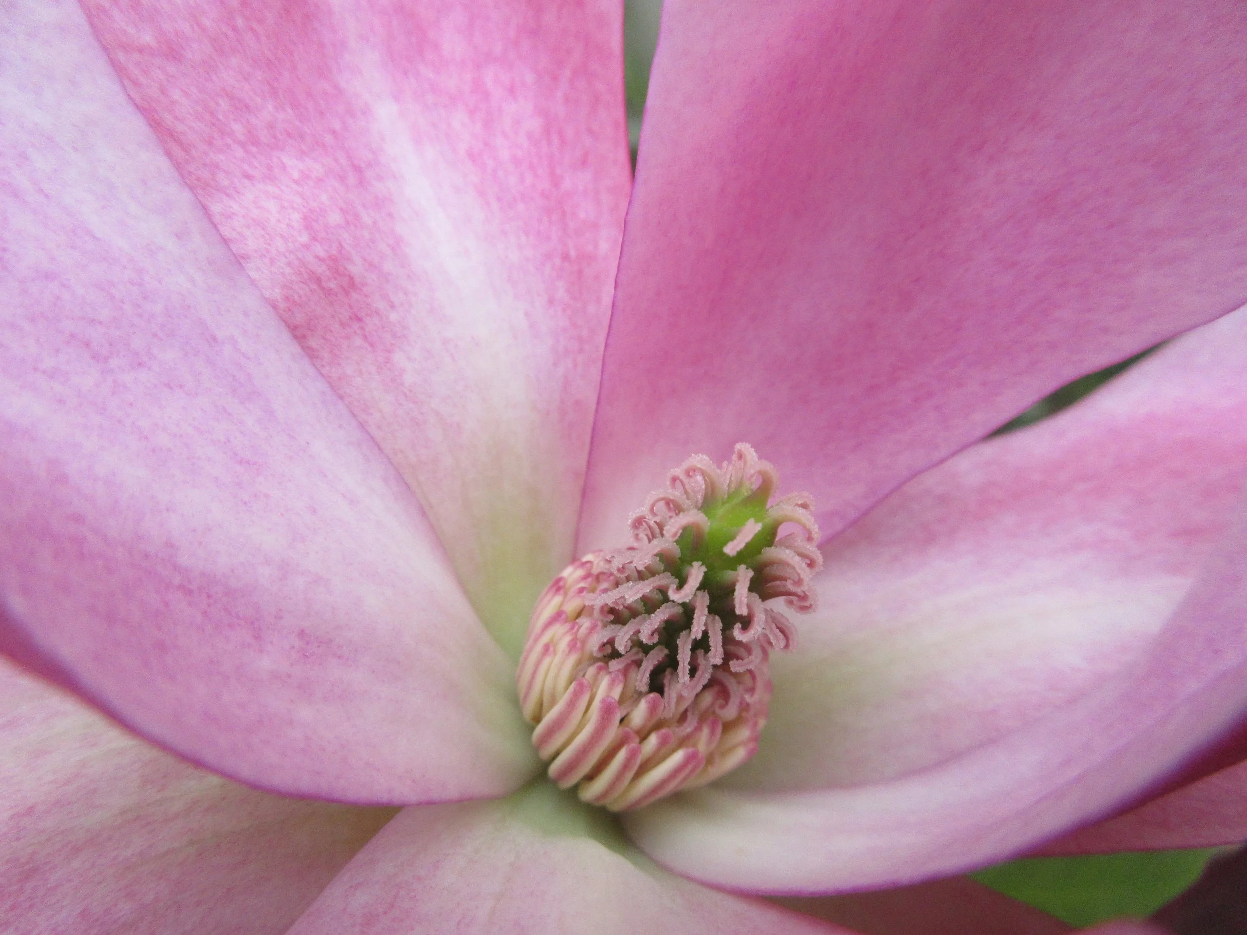center of a pink flower with detail and sharp focus on stamen