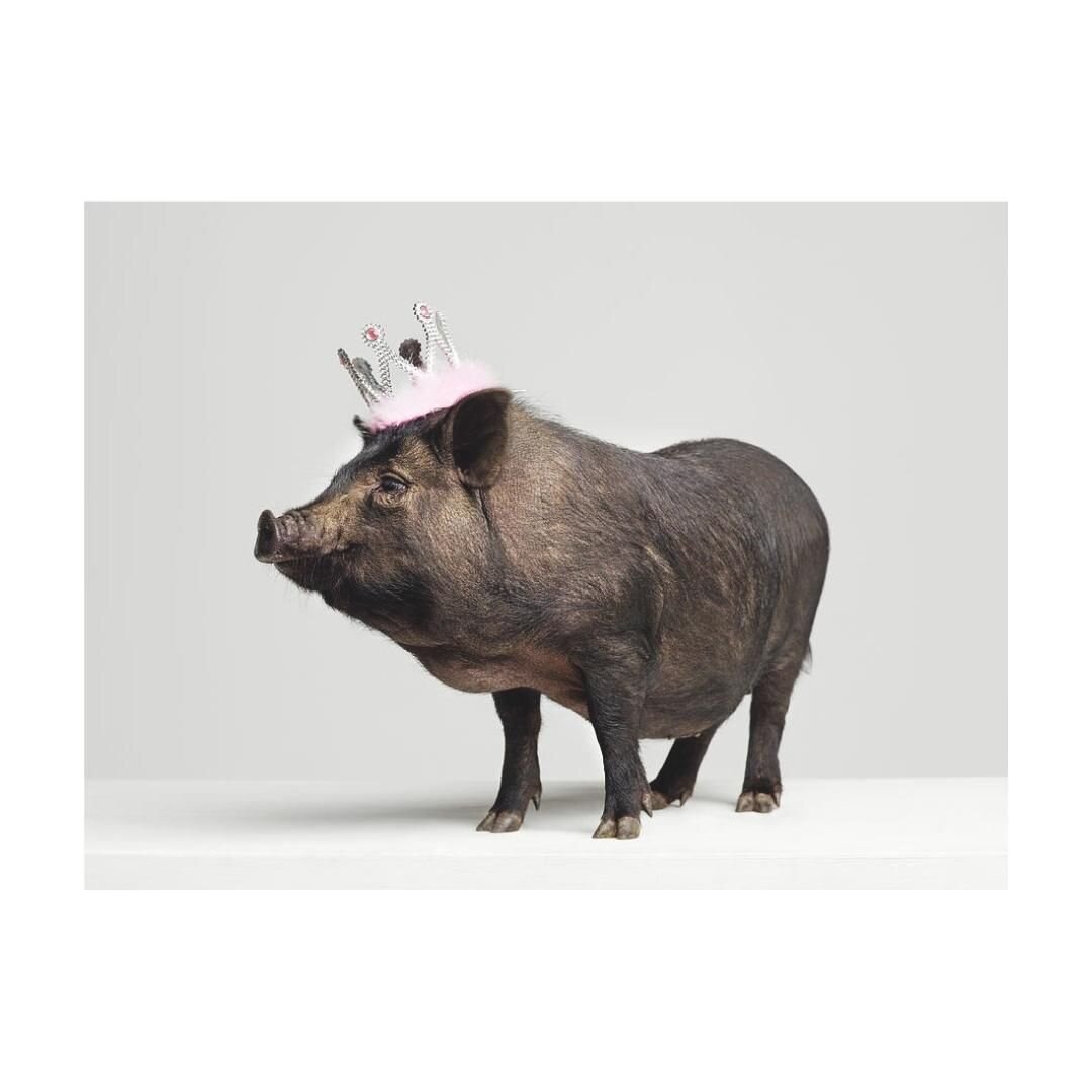 You could be the prize pig of the week! If you have joined in on our Bacon Week Extravaganza and have entered yourself into our Raffle, keep an eye on our social media on Monday, February 20th to see if you've won! If you have not gotten to enter, yo