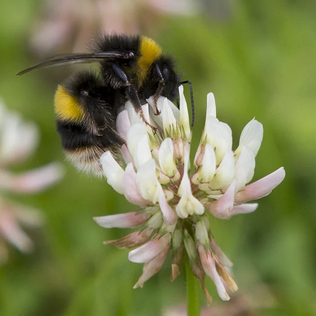 bee.jpg