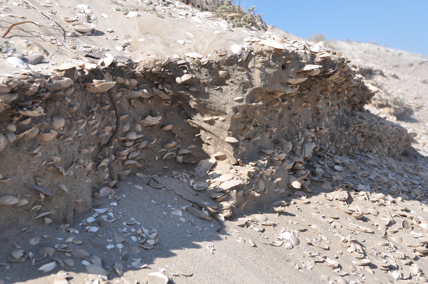 Figure 1. One of the newly recorded coastal shell midden sites revealing intact components for archaeological testing.