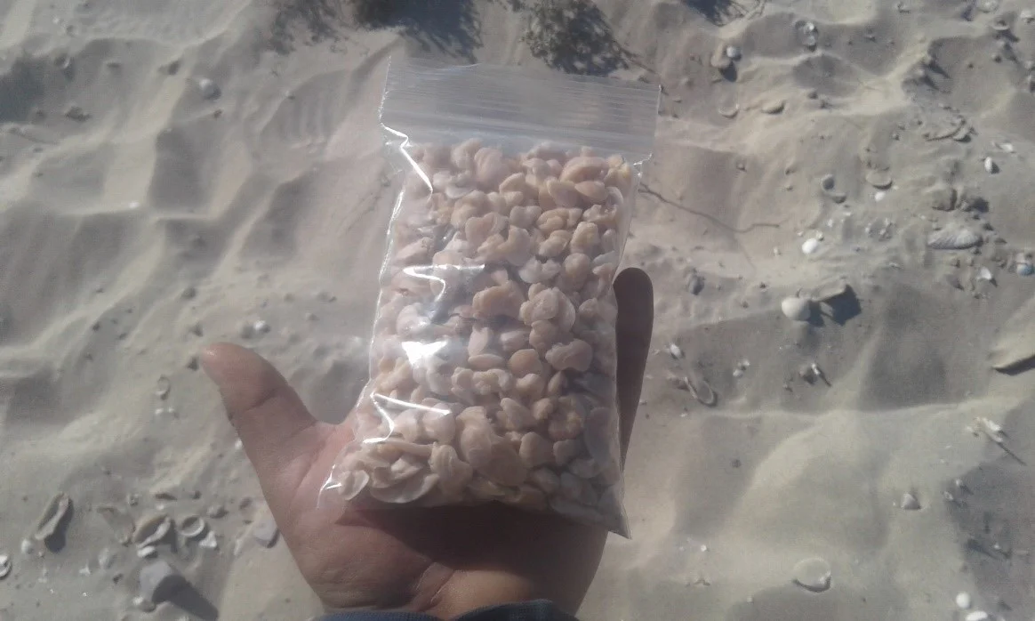 Figure 2. One of the several bags of fish otoliths collected from the surface of one of the newly identified coastal shell midden sites. Most of these otoliths belong to the Totoaba , an endemic fish that is now critically endangered.