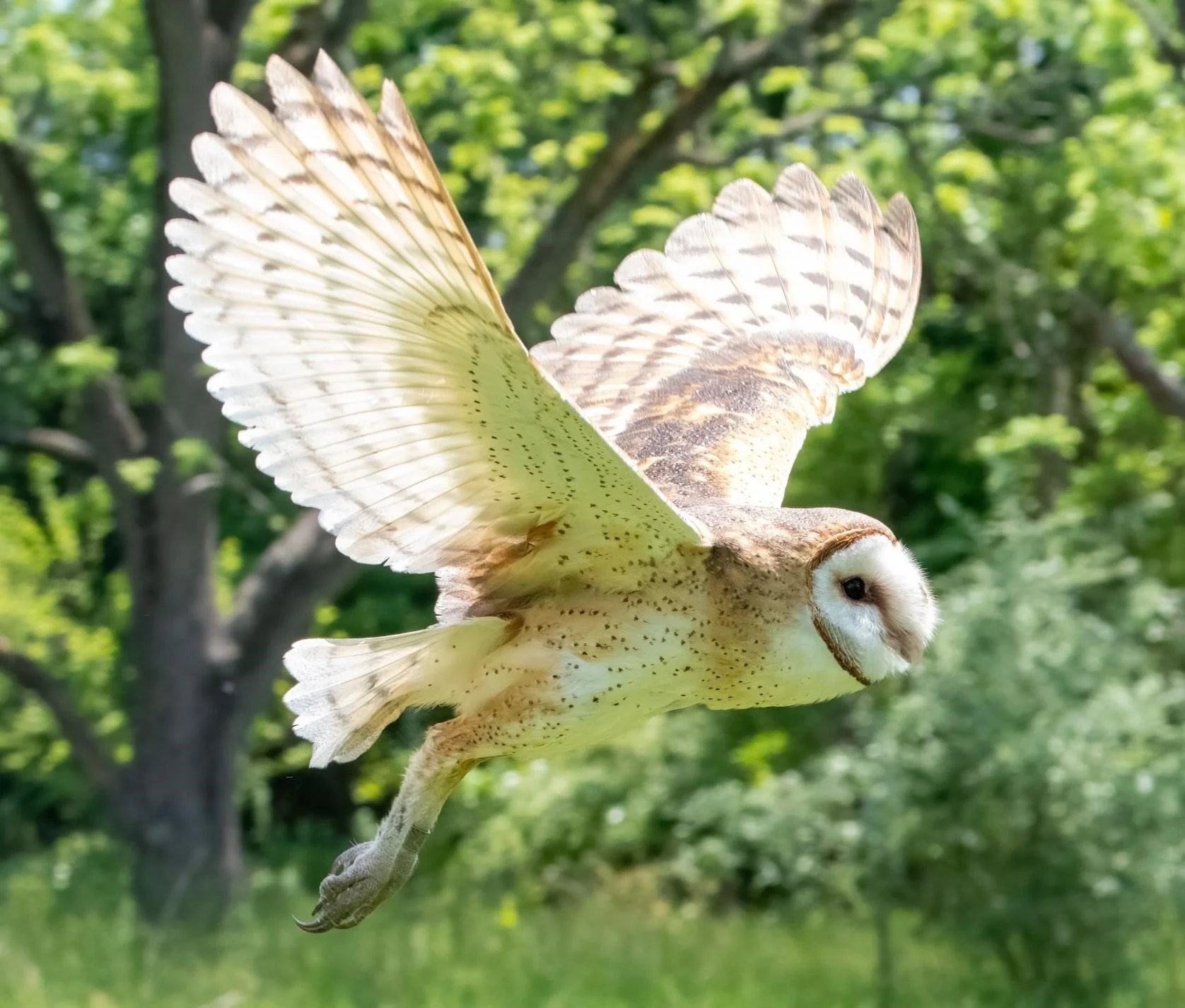 Live Birds of Prey