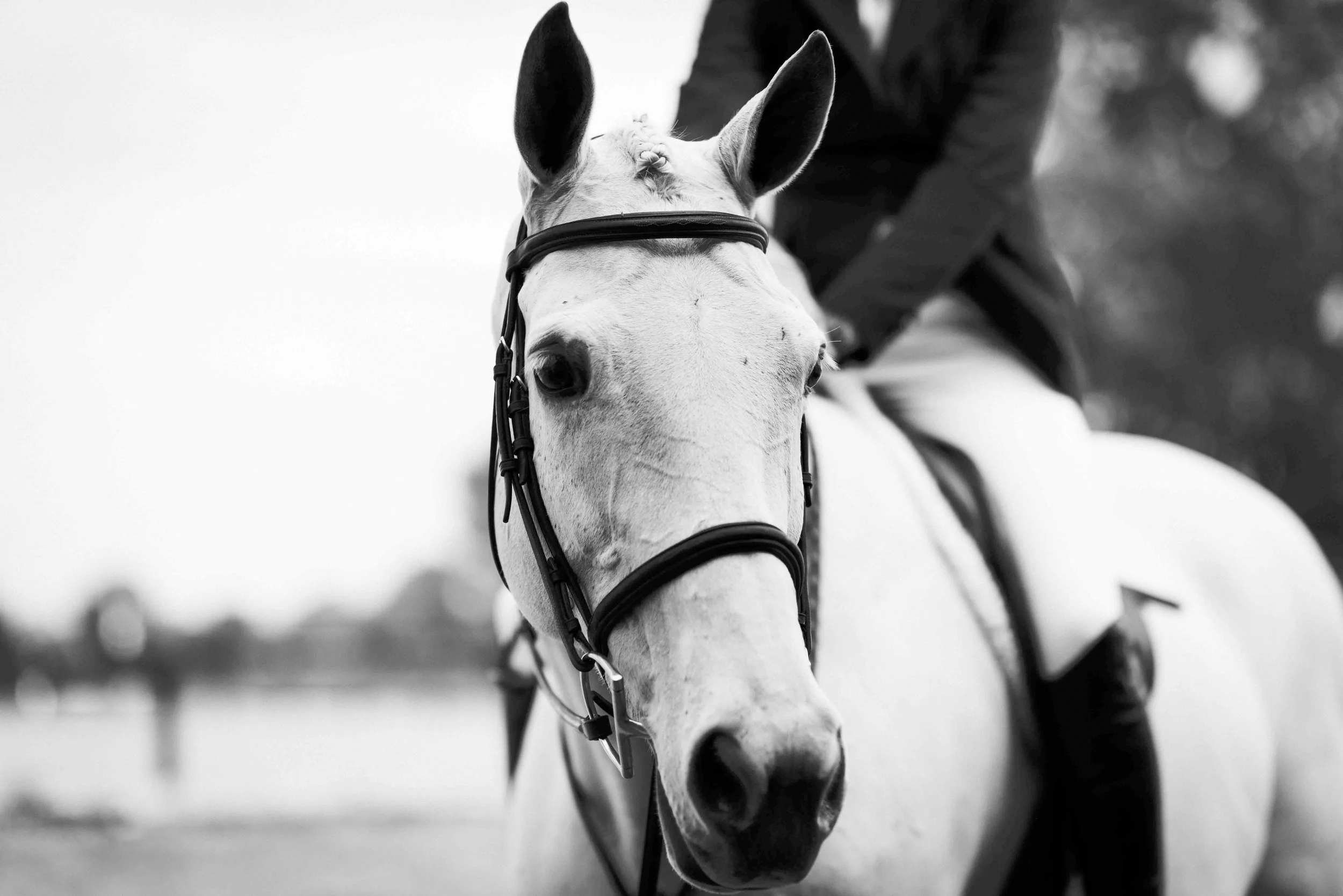 kentuckyshow-24.jpg