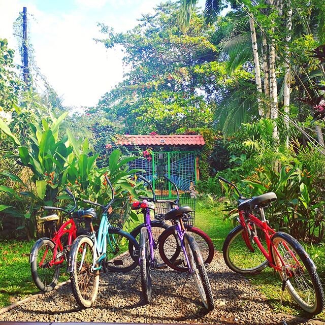 Jungle transportation.
www.earthdiva.org
#earthdivagreen
#earthdivas
#earthdiva
#earthlove
#earthmama
#plasticfree
#junglelife
#greenearth
#green
#earthschool
#motherearth
#rainforest
#rainforestlife
#jungle
#bicicletta
#bikegang 
#puertoviejo
#talam