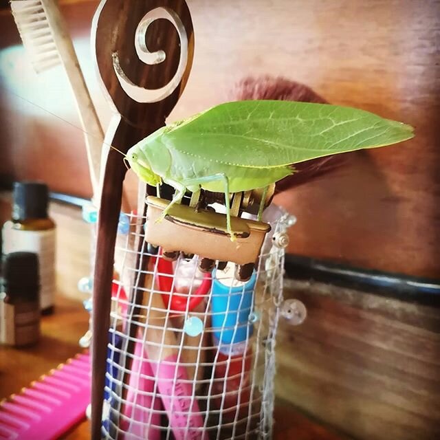 Went to grab my hair clip only to find it had become a perch for this little friend.
www.earthdiva.org
#earthdivagreen
#katydid
#junglelife
#greenearth
#green
#earthschool
#motherearth
#rainforest
#rainforestlife
#jungle
#bigbug
#greenbug
#newnormal
