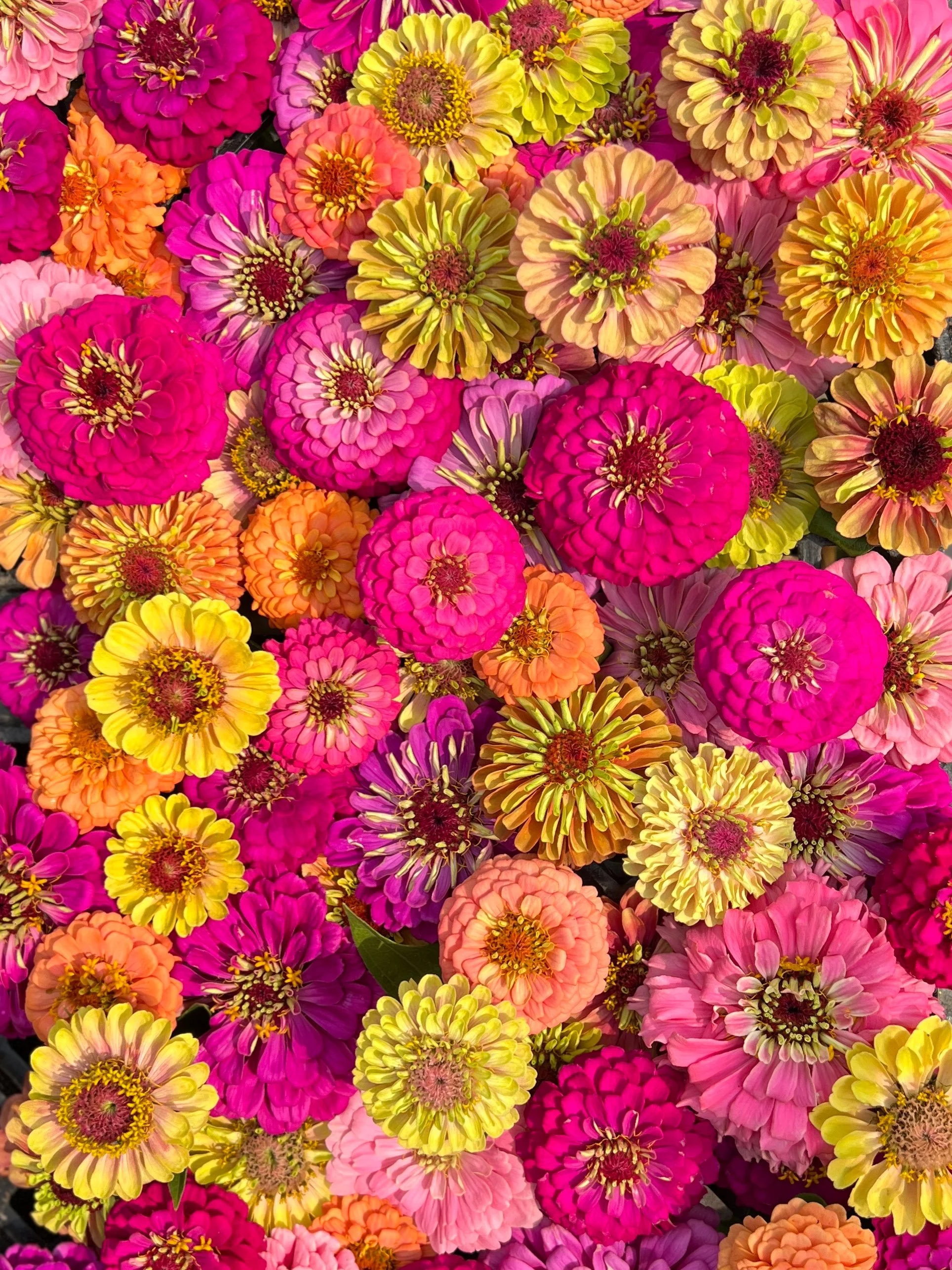 5 Tips For Growing Great Zinnias