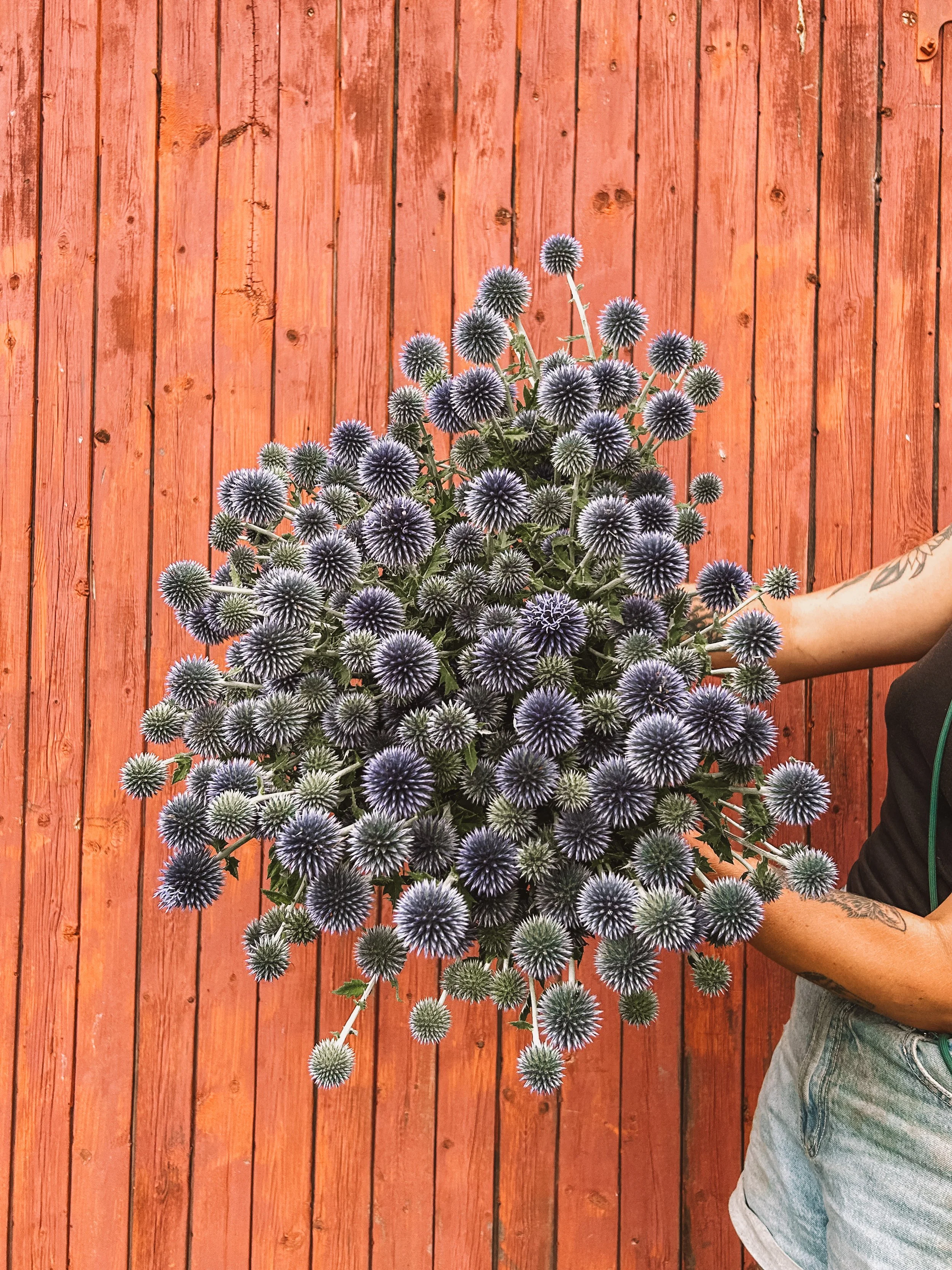 Blue Flowers DO Exist! Grow These in Zone 3