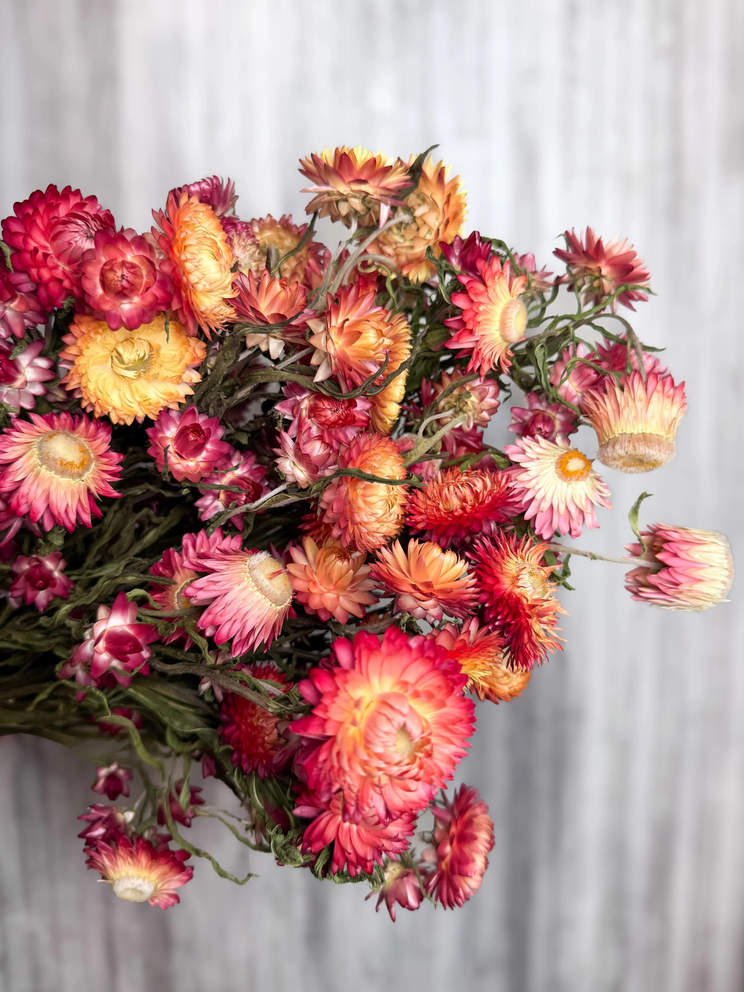 Apricot/Peach Strawflower
