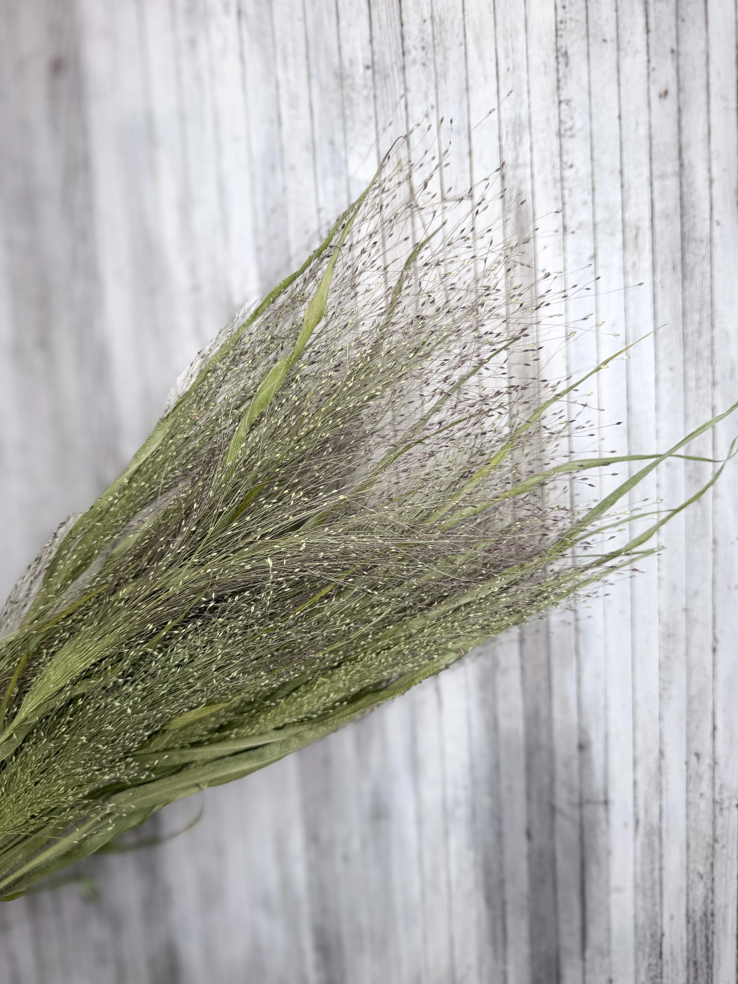 Frosted Explosion Grass