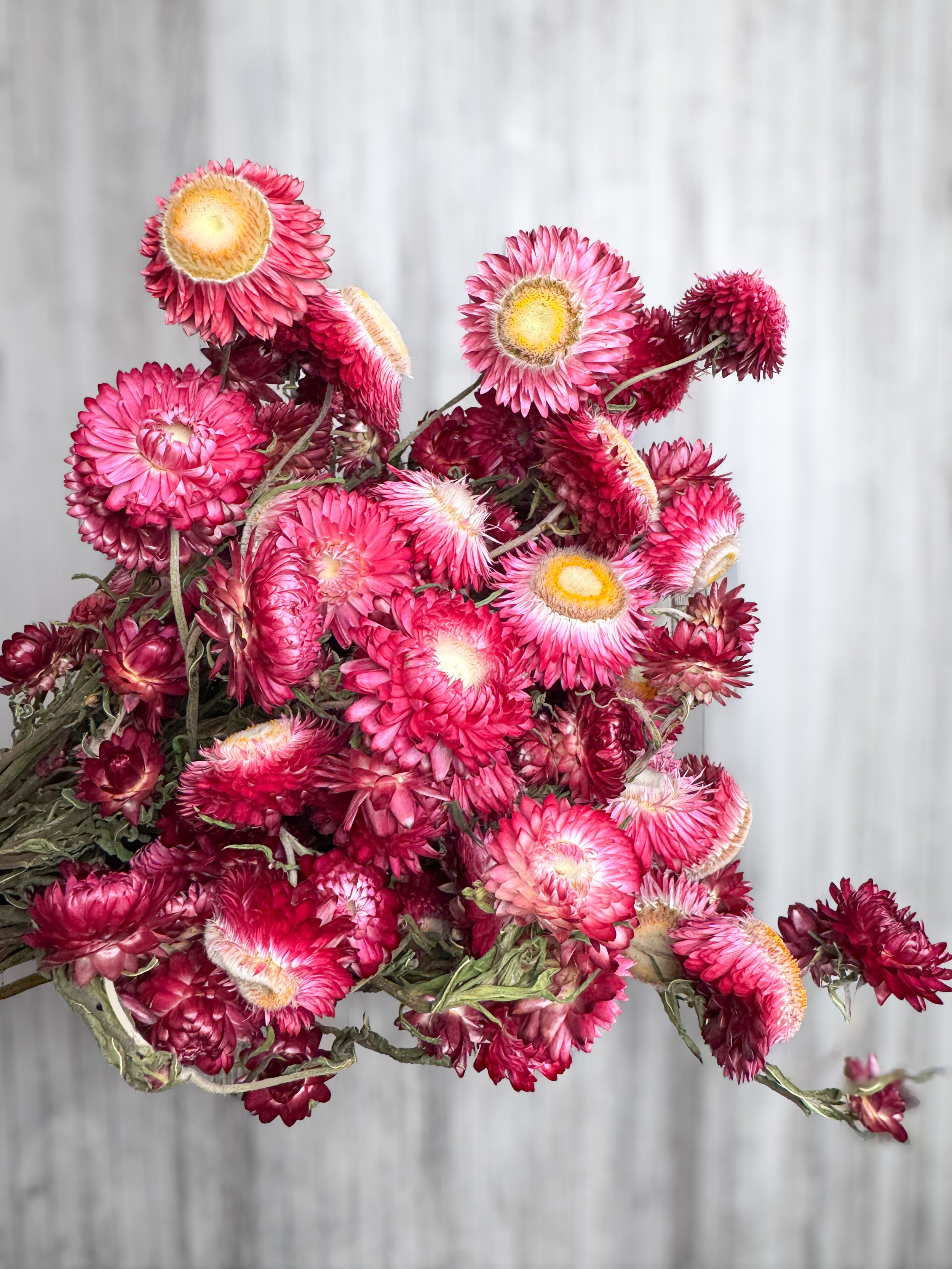 Hot Pink Strawflower