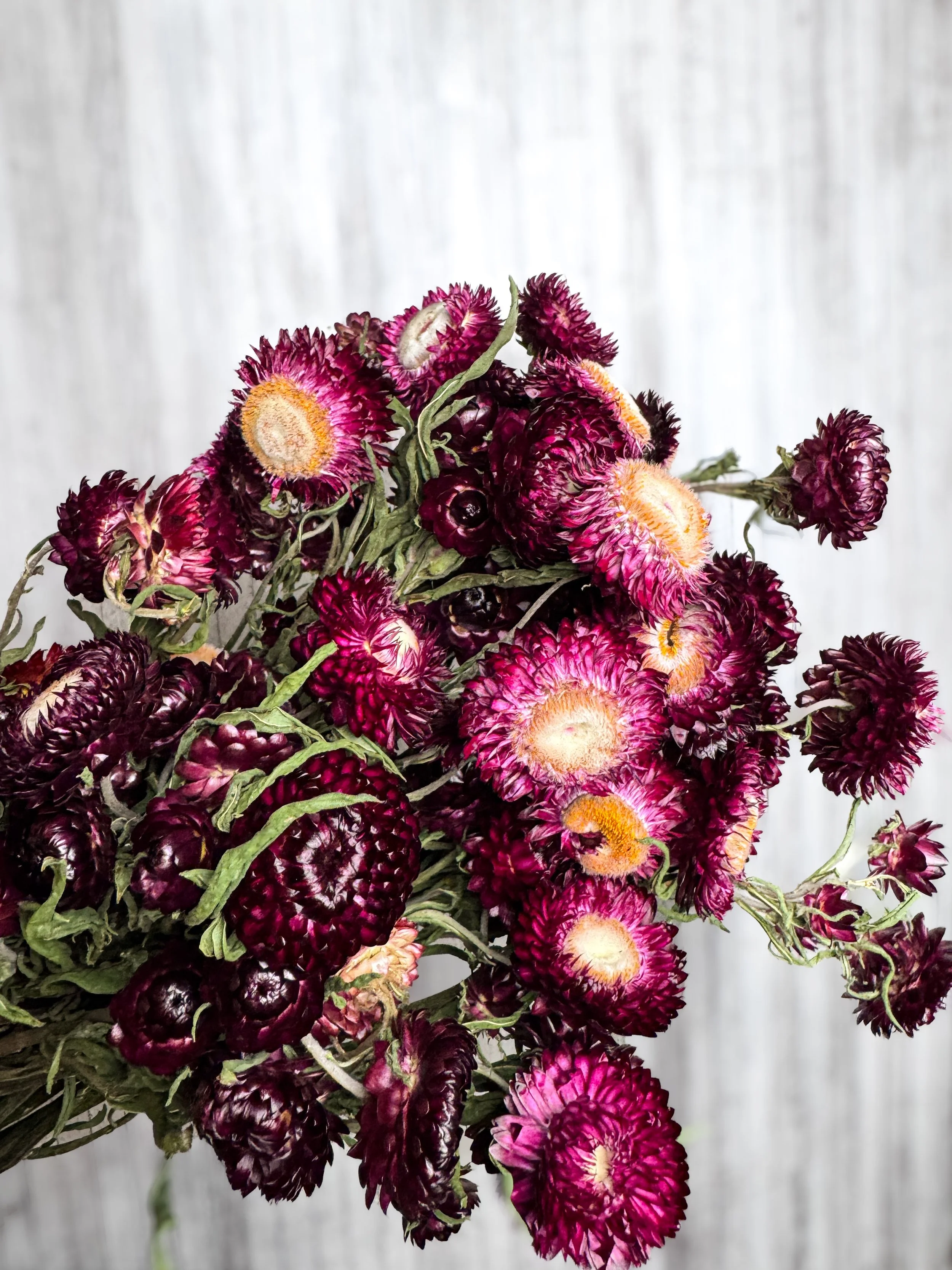 Burgundy Strawflower