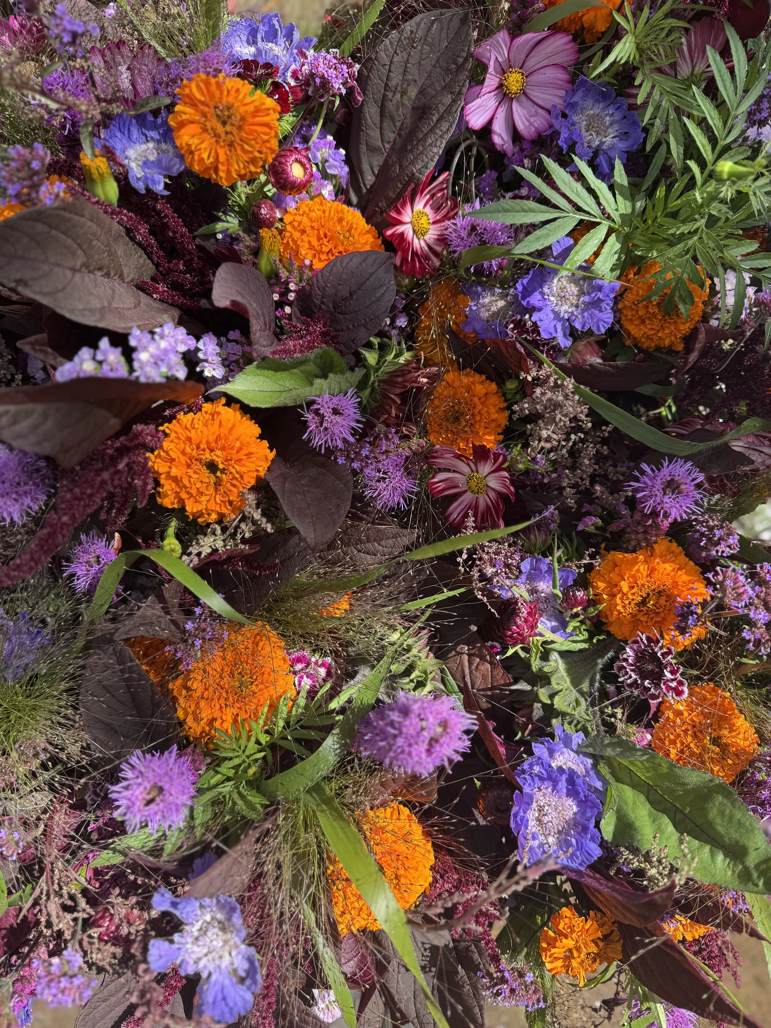 Late Summer Flower Shares