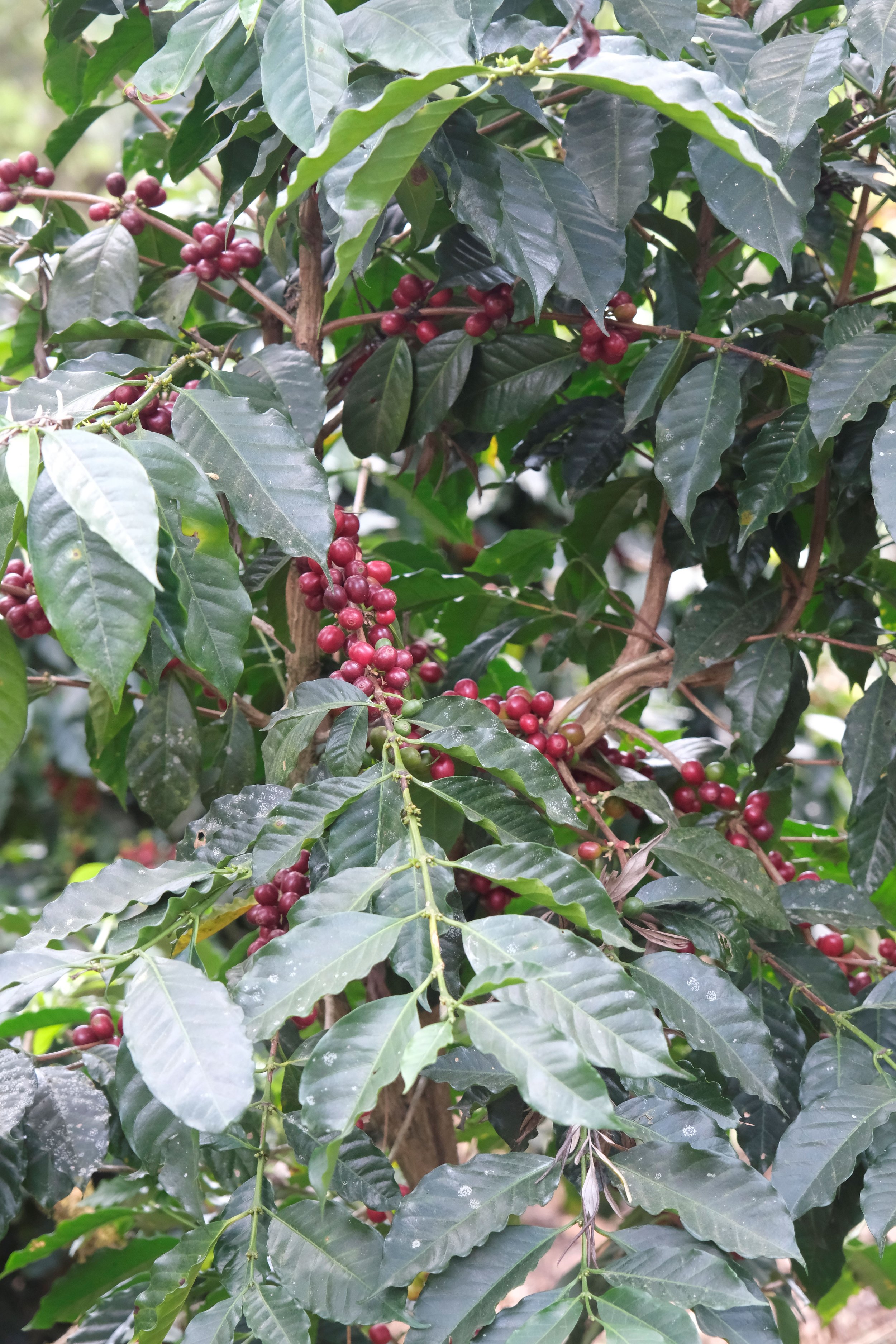 Copy of _DSF1612.JPG