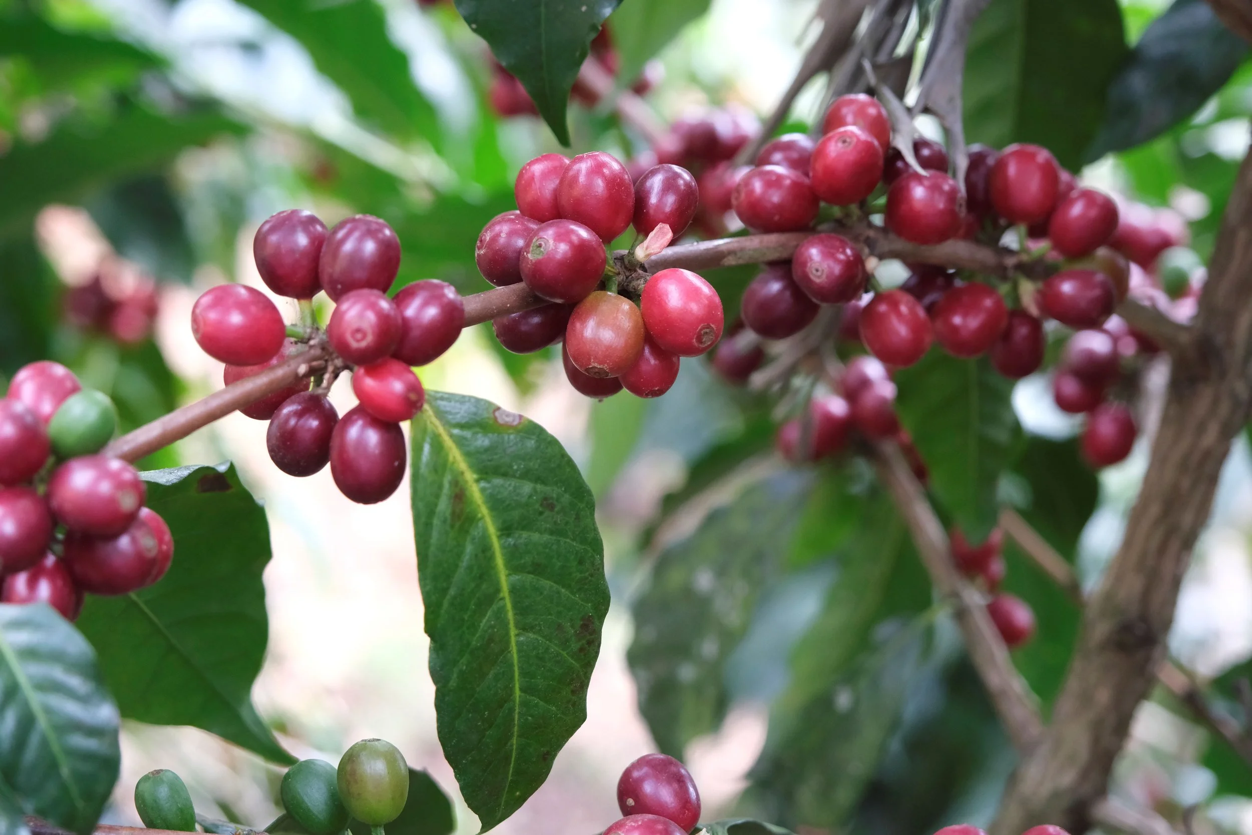 Copy of _DSF1627.JPG