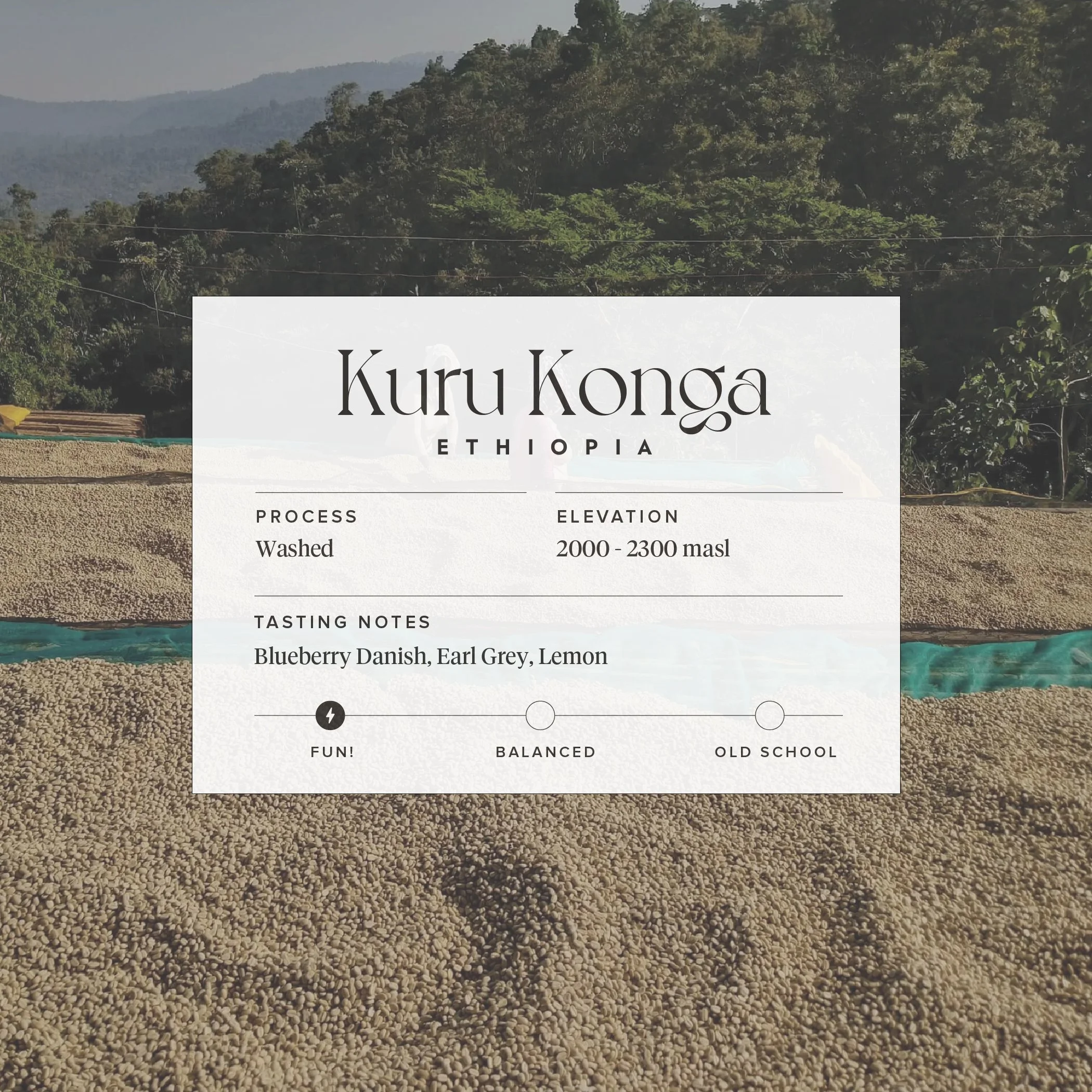 Kuru Konga-01.jpg
