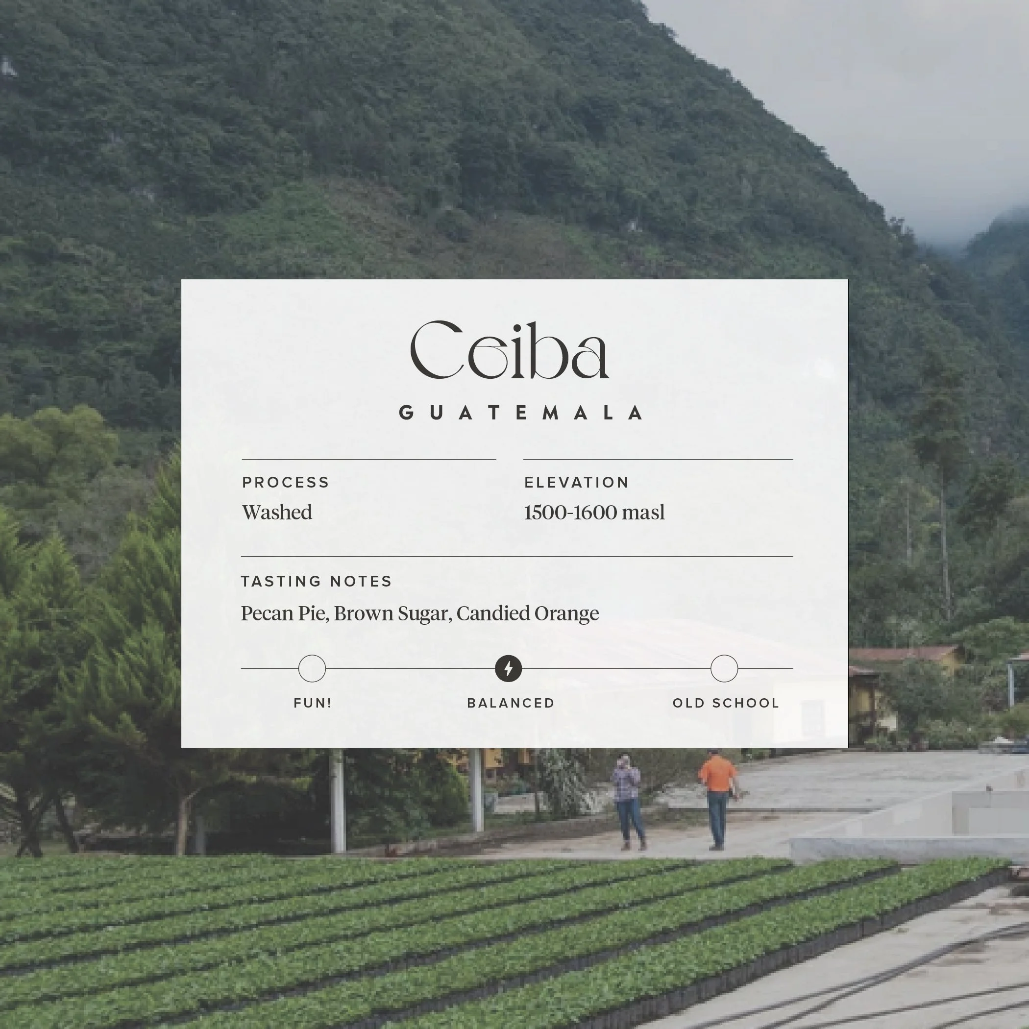 ceiba-01.jpg