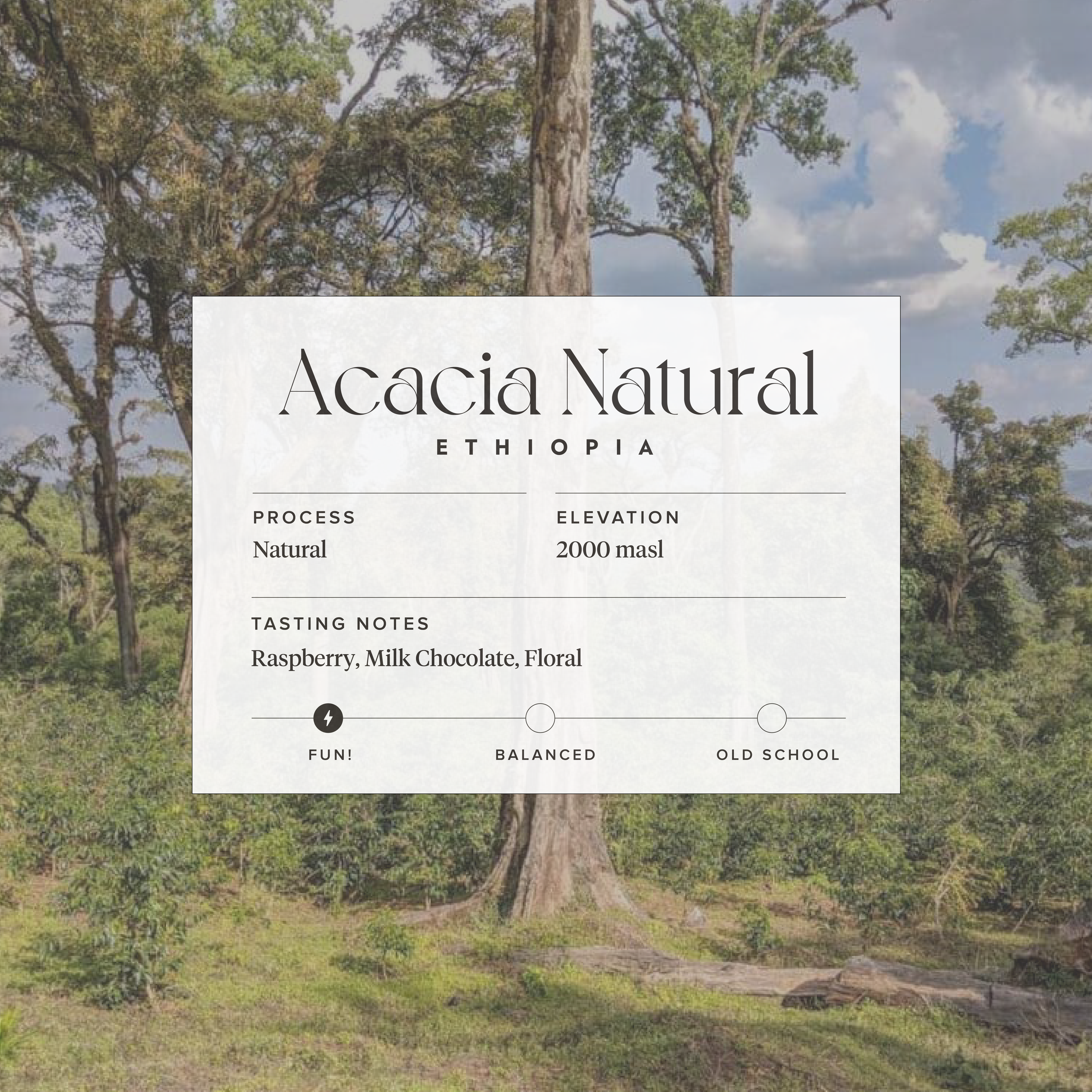 Acacia Natural-01.png