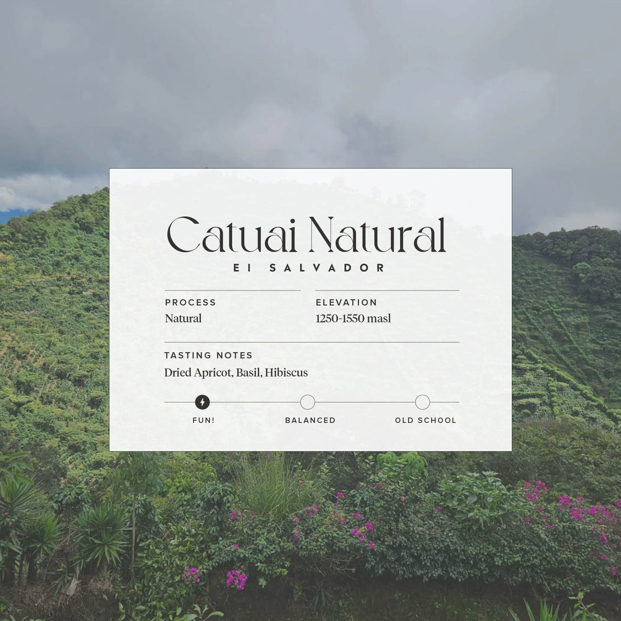Catuai Natural.jpg
