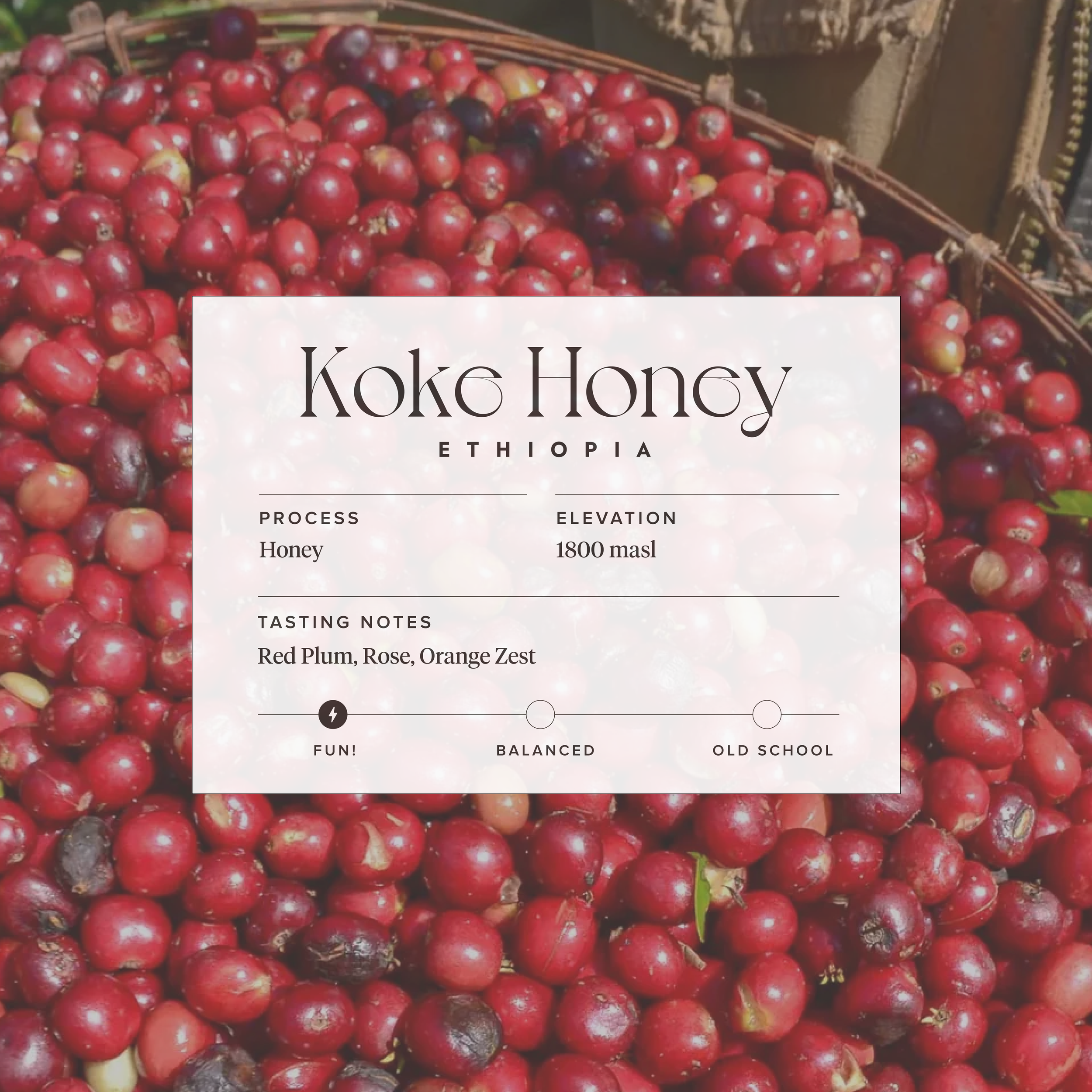 Koke Honey-01.png