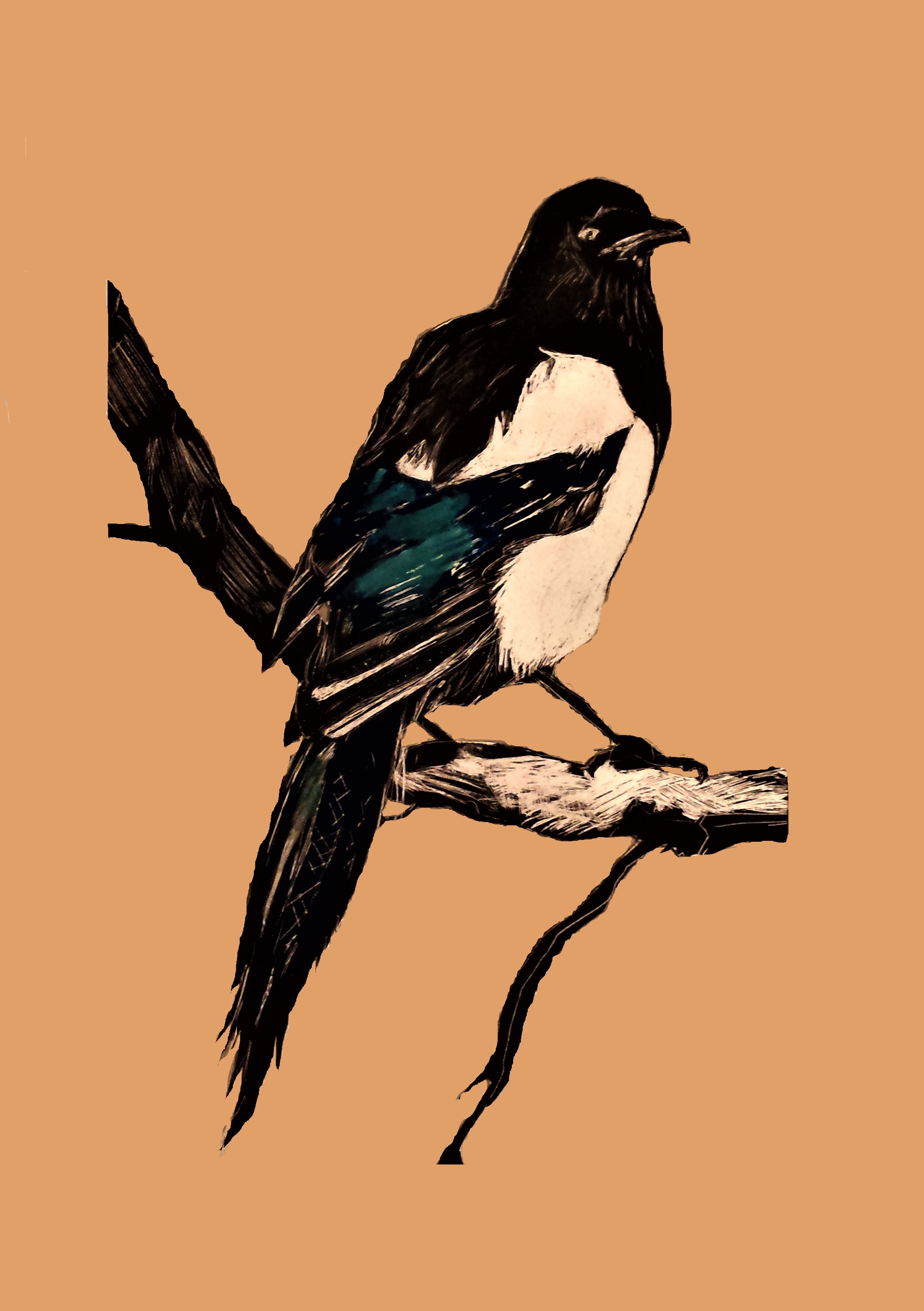 "Magpie II"8"x11", mixed media, 2016
