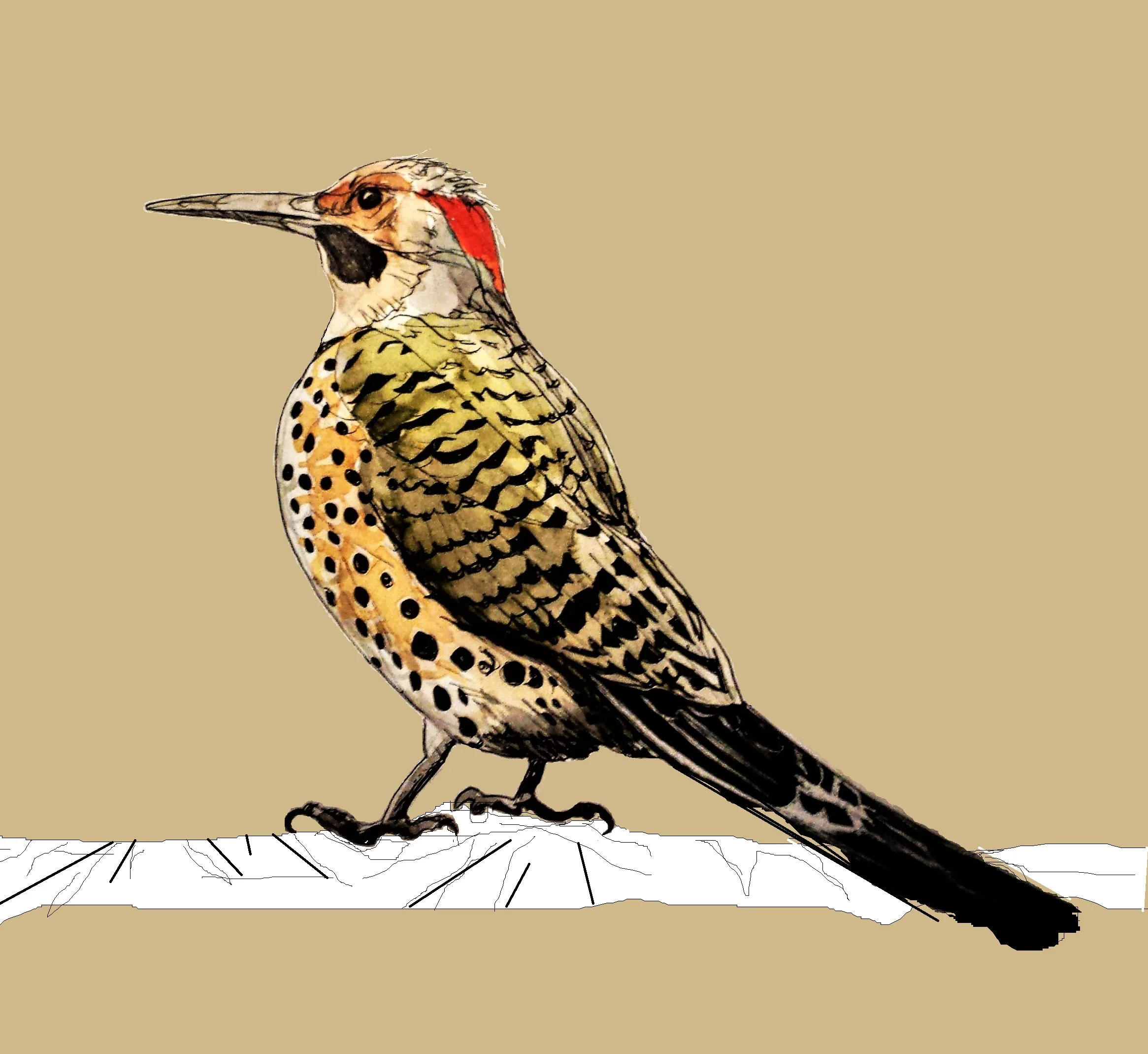 "Northern Flicker"8"x 11", mixed media, 2016