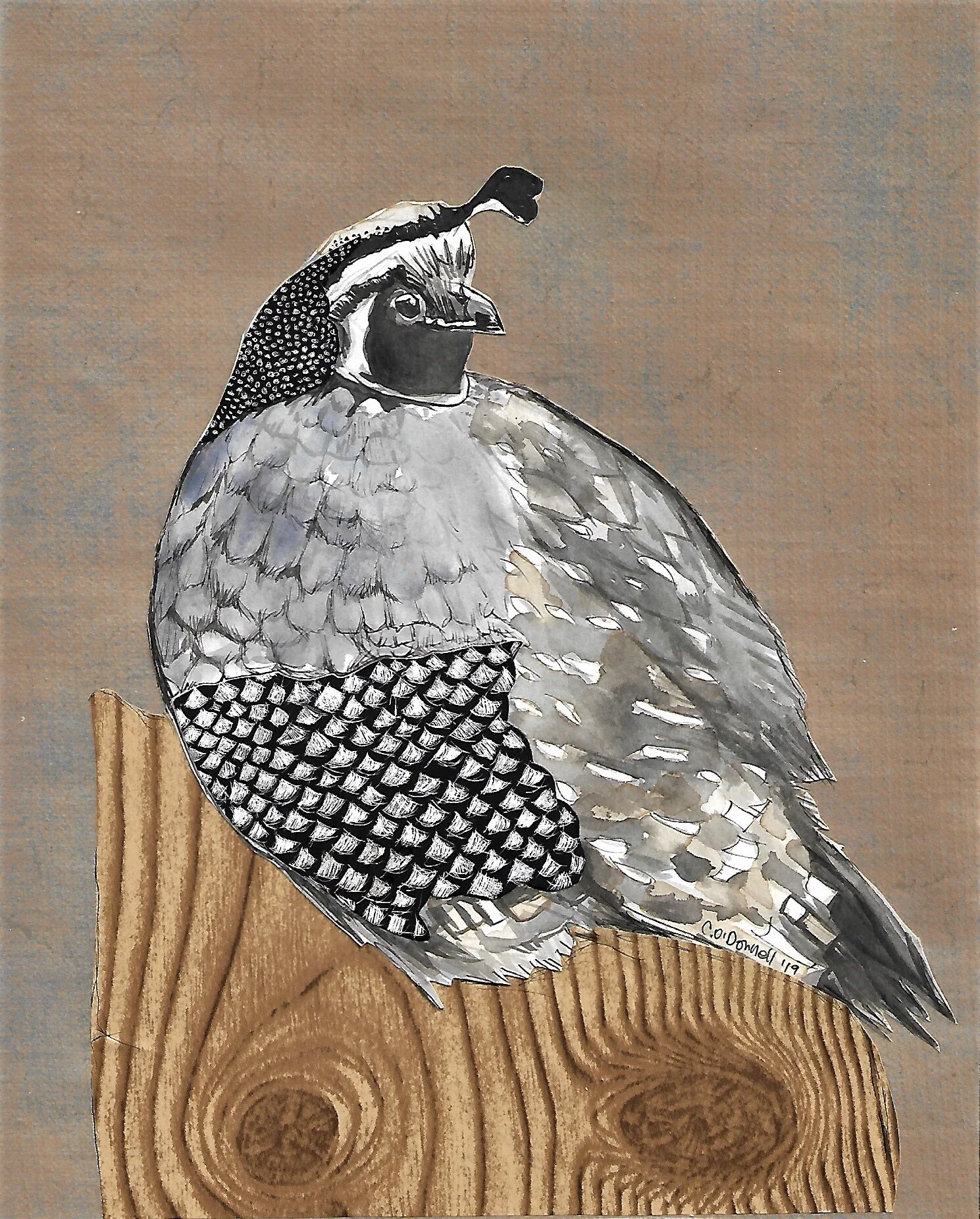 “California Quail”7”x 5”, mixed media, 2019