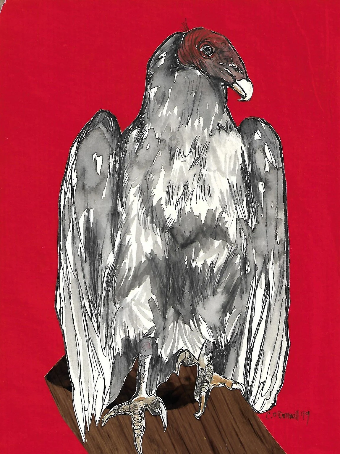 “Turkey Vulture”5”x 7”, mixed media, 2019.