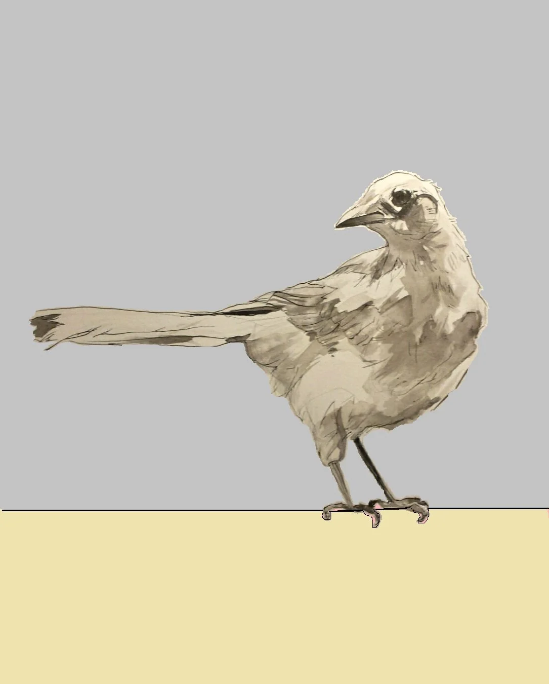 whitemagpie.jpg