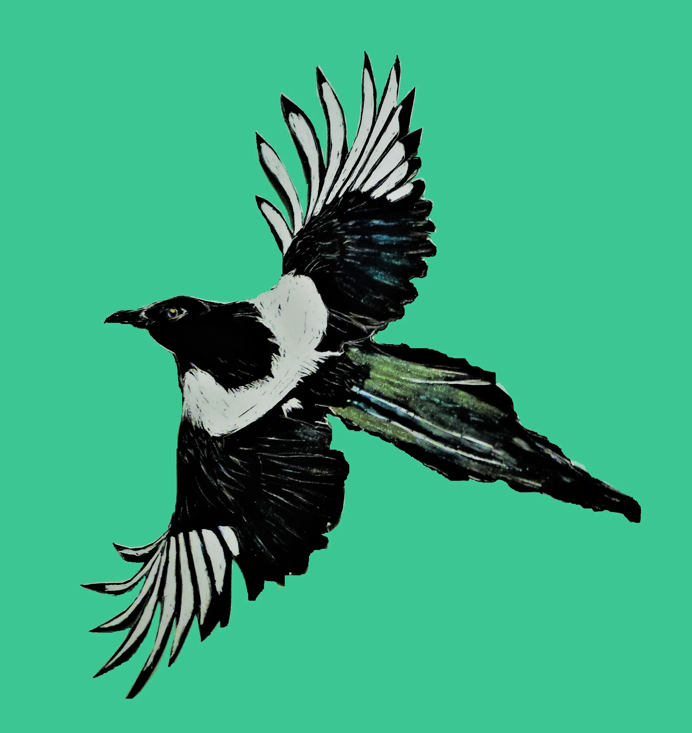 magpie3.jpg