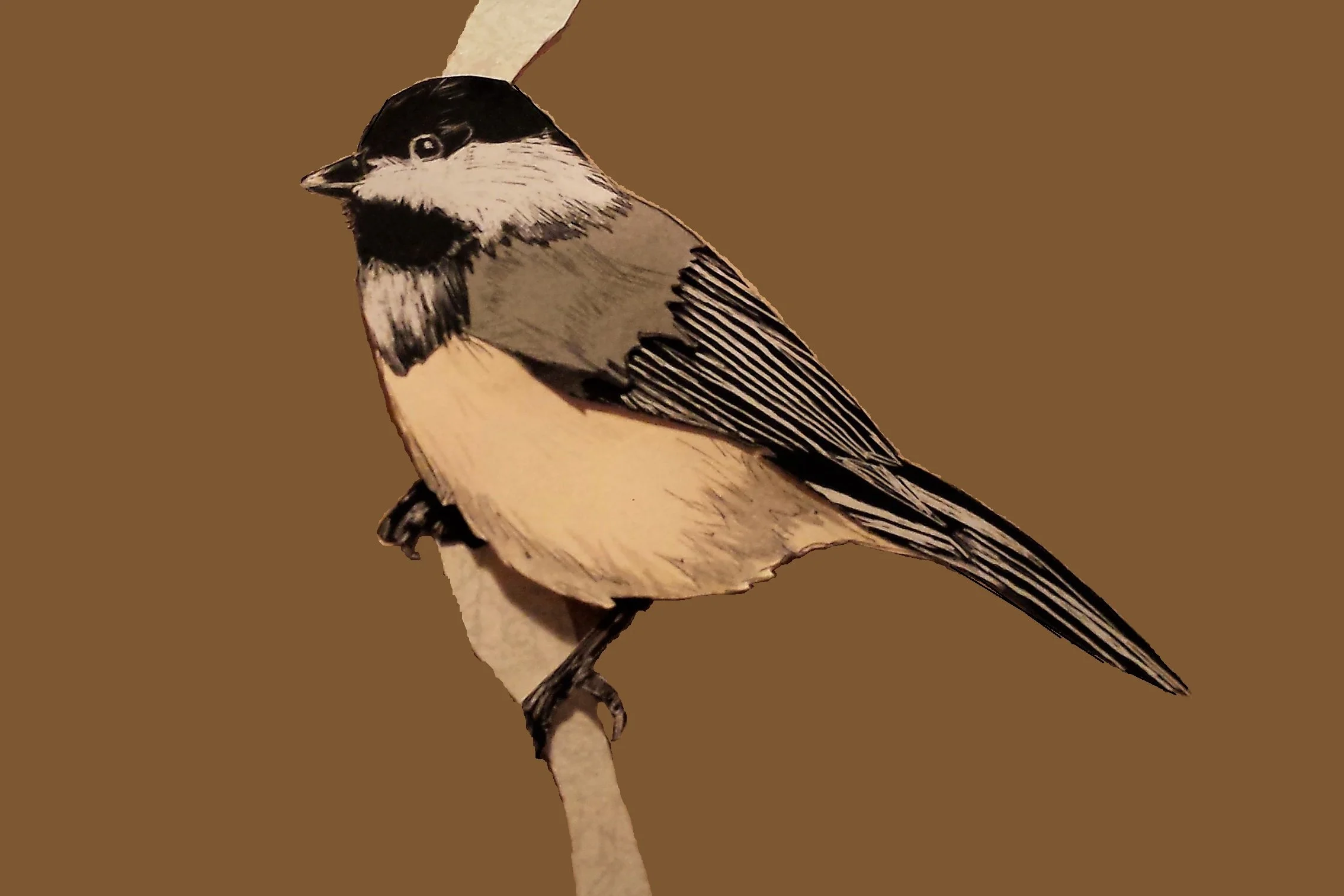 chickadee.jpg
