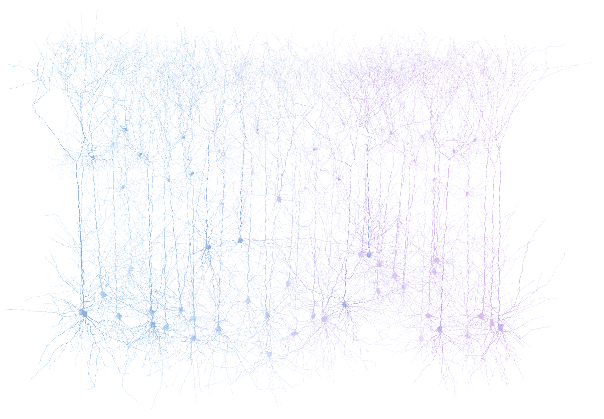BANNER-BW-model_network_brainbow.jpg