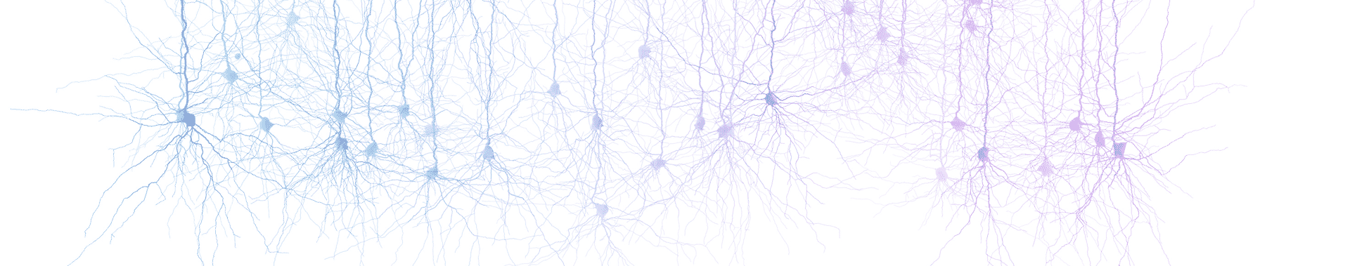 BANNER-BW-model_network_brainbow_FLAT.png