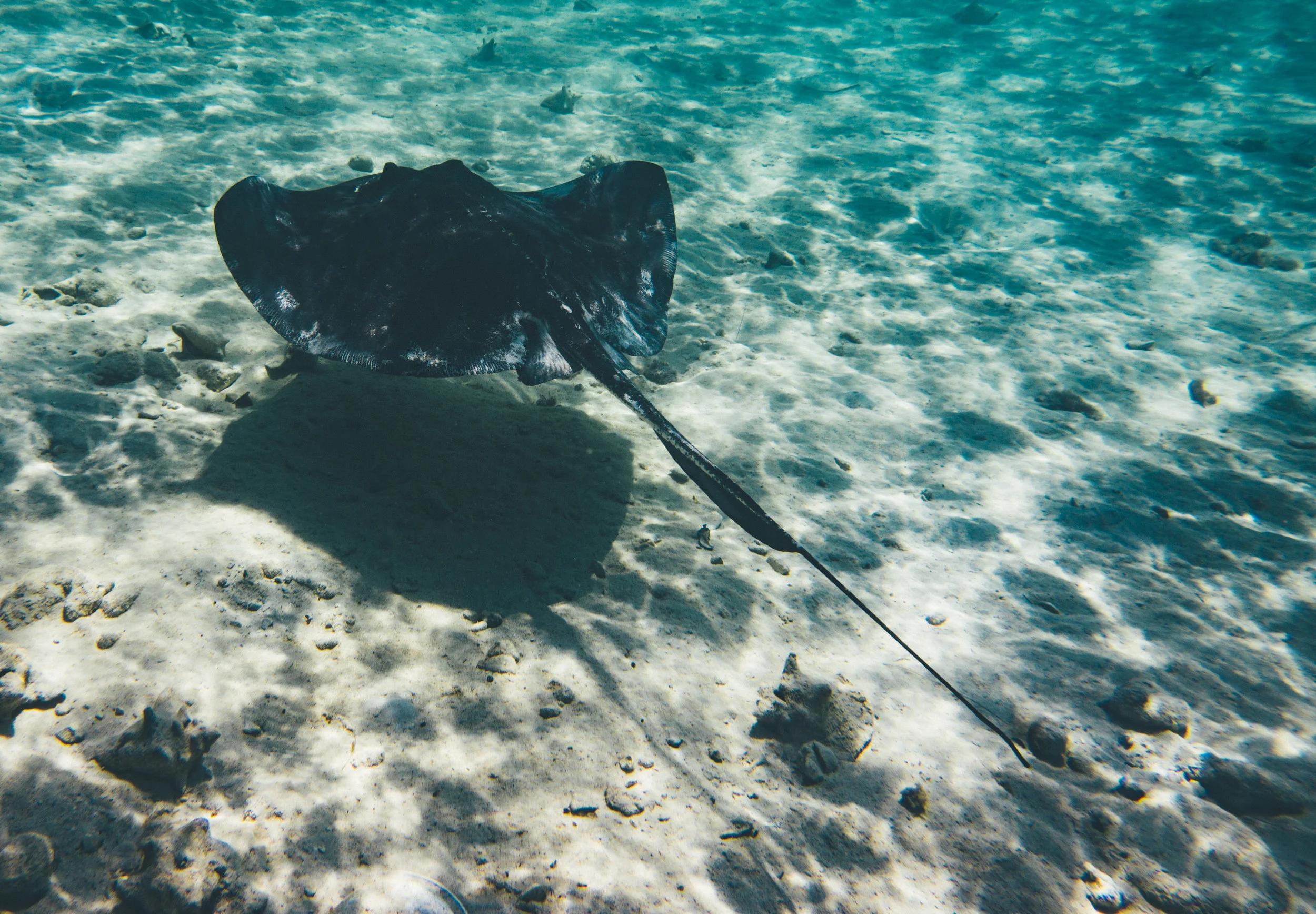 Stingray sighting just off the shore at our AirBnB