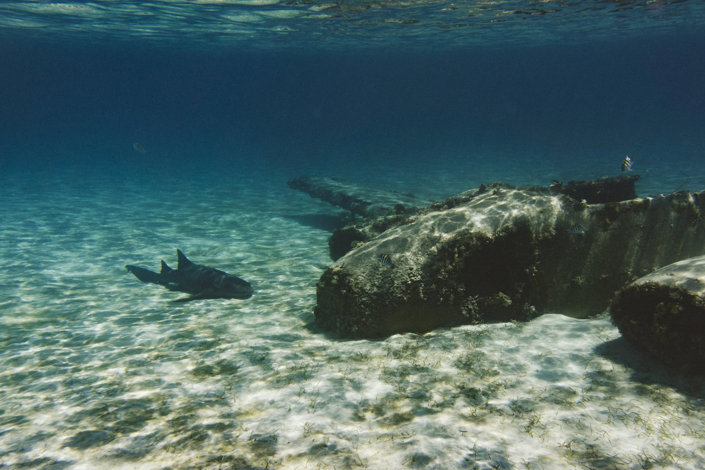 Plane wreckage and a nurse shark