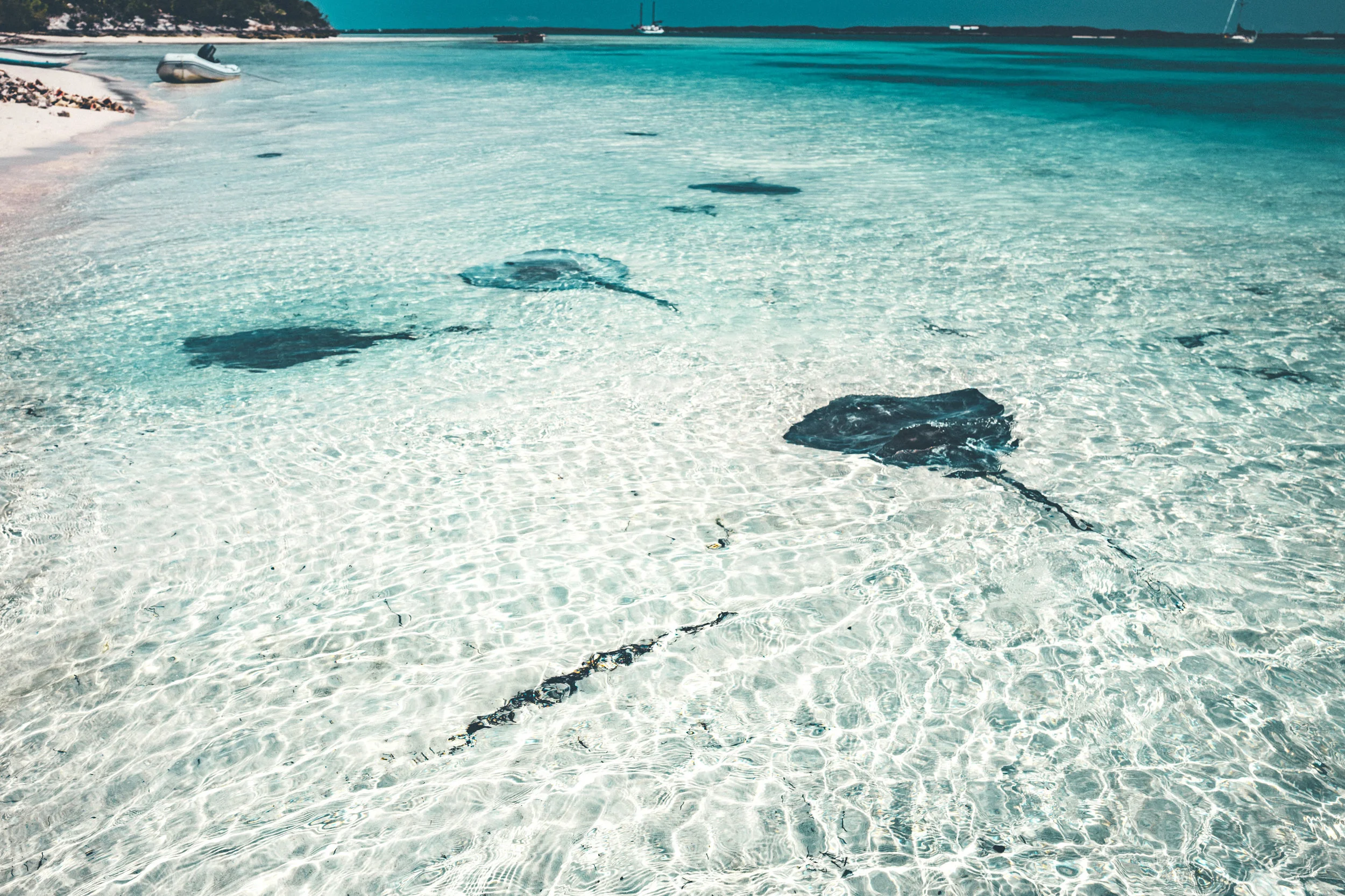 The resident stingrays of Stocking island