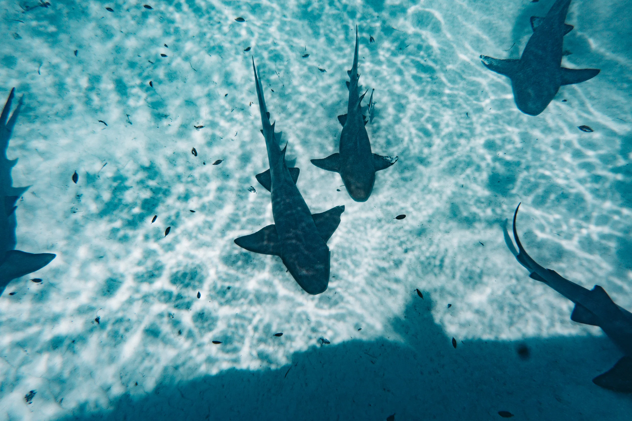 Nurse sharks greeting us as we pulled in to Compass Cay