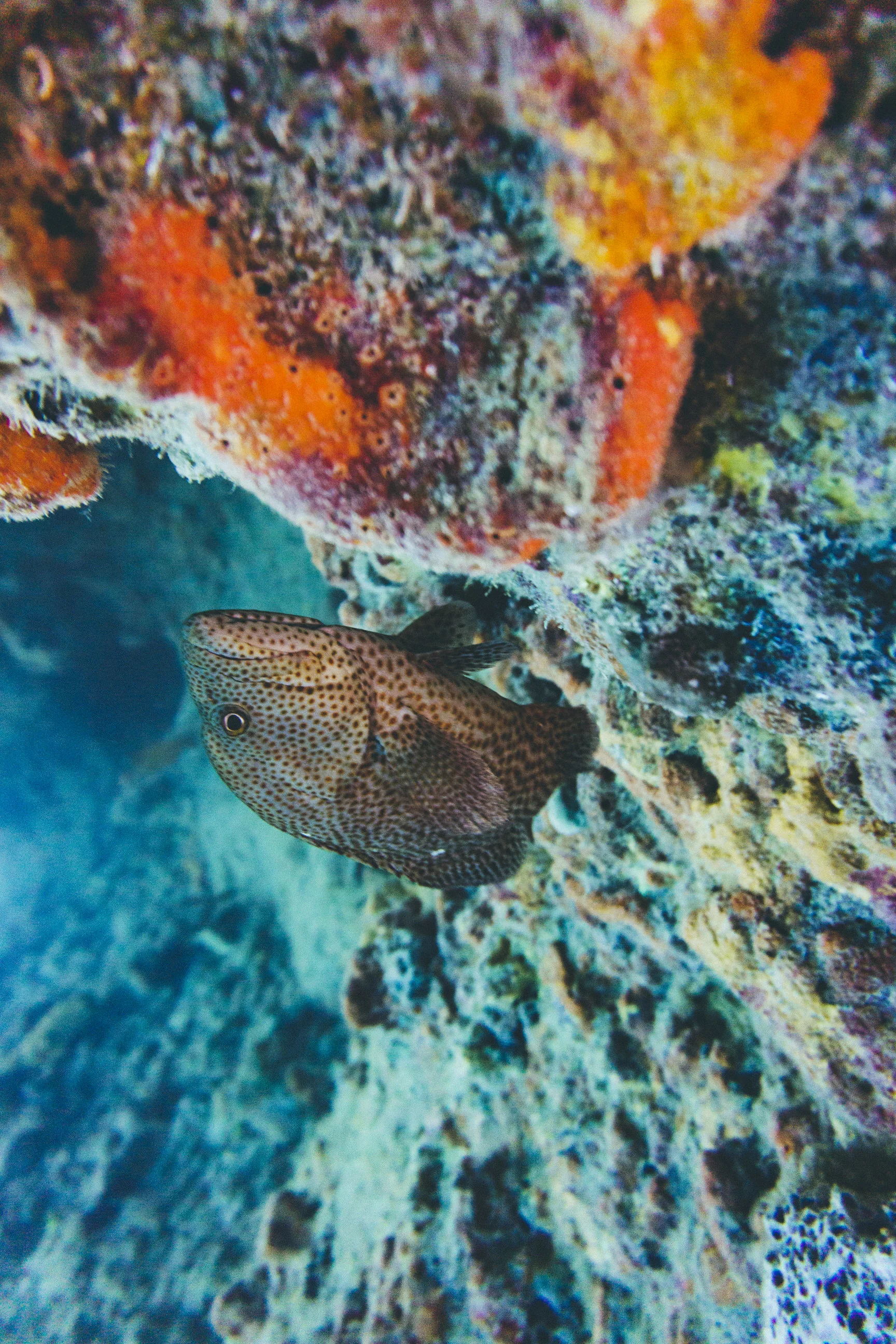 A grouper in Thunderball Grotto