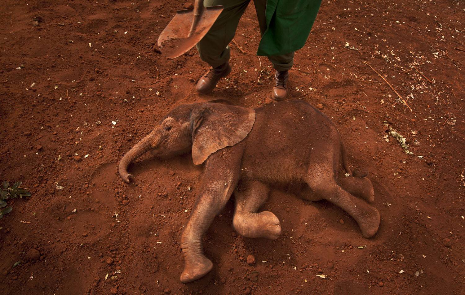 Kenya Elephant Orphans