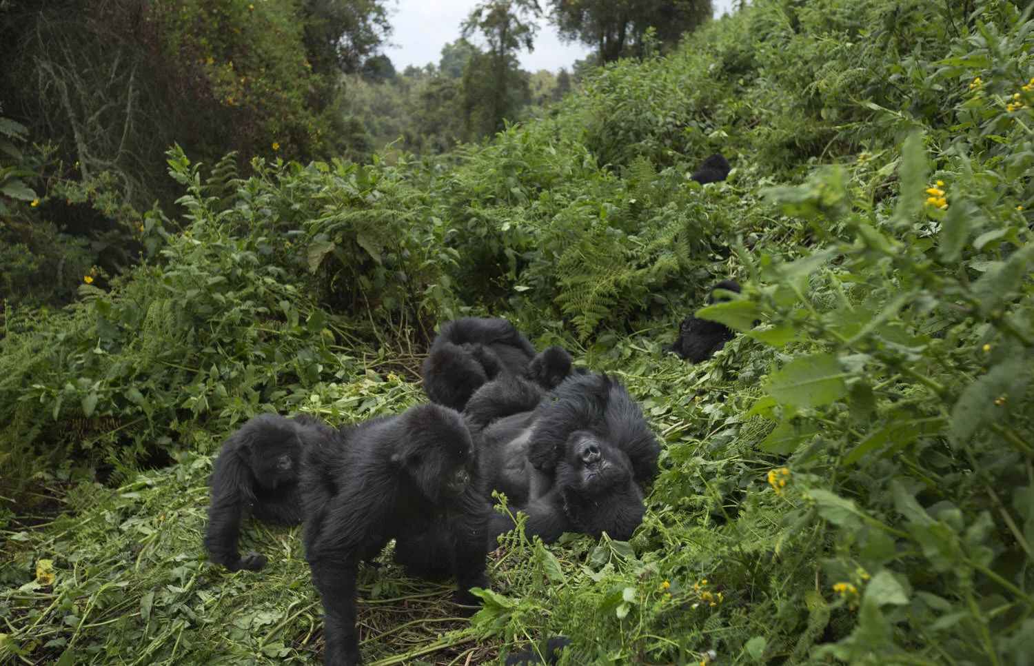 Rwanda Gorilla Trek