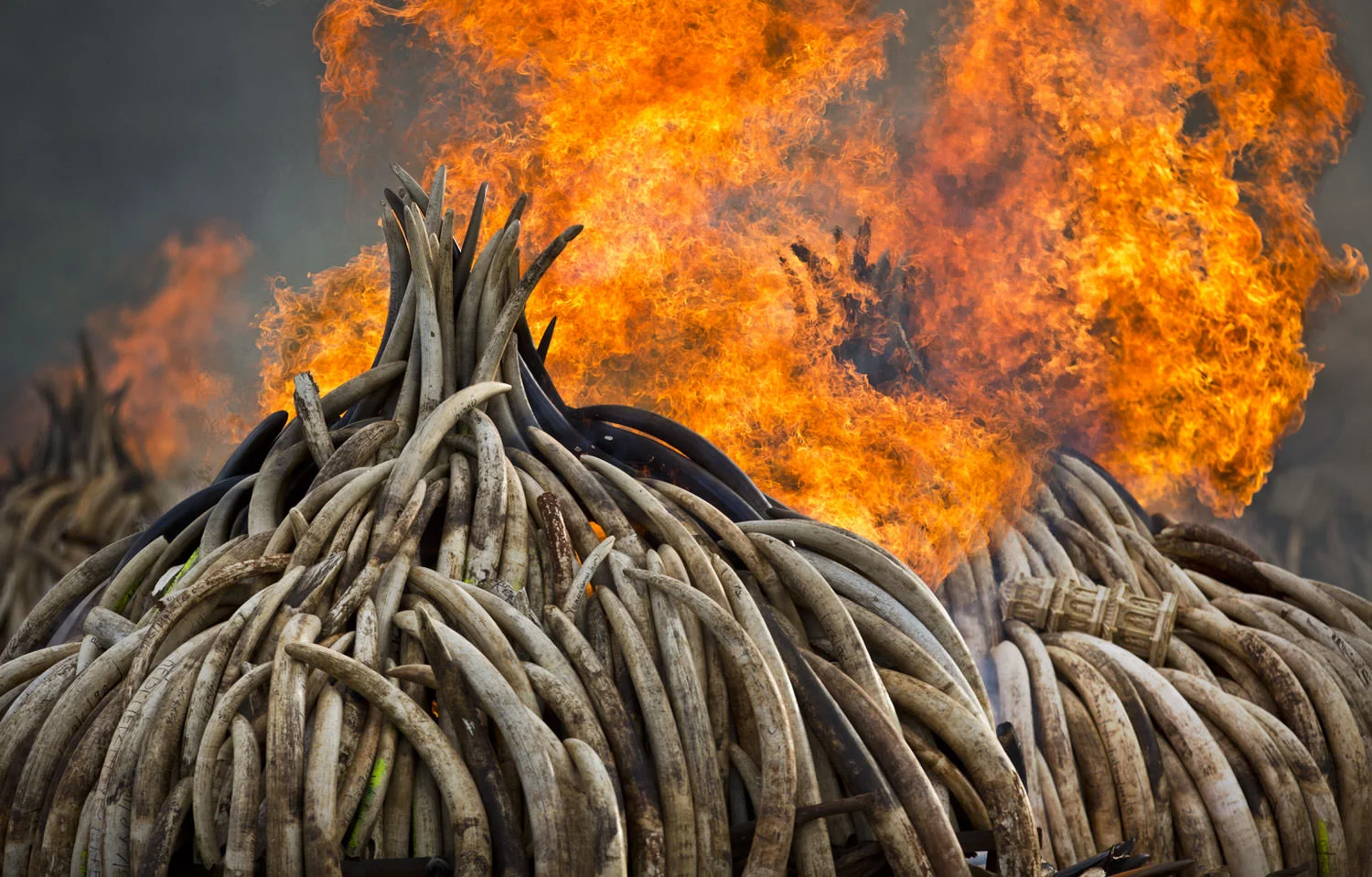 APTOPIX Kenya Ivory Burning