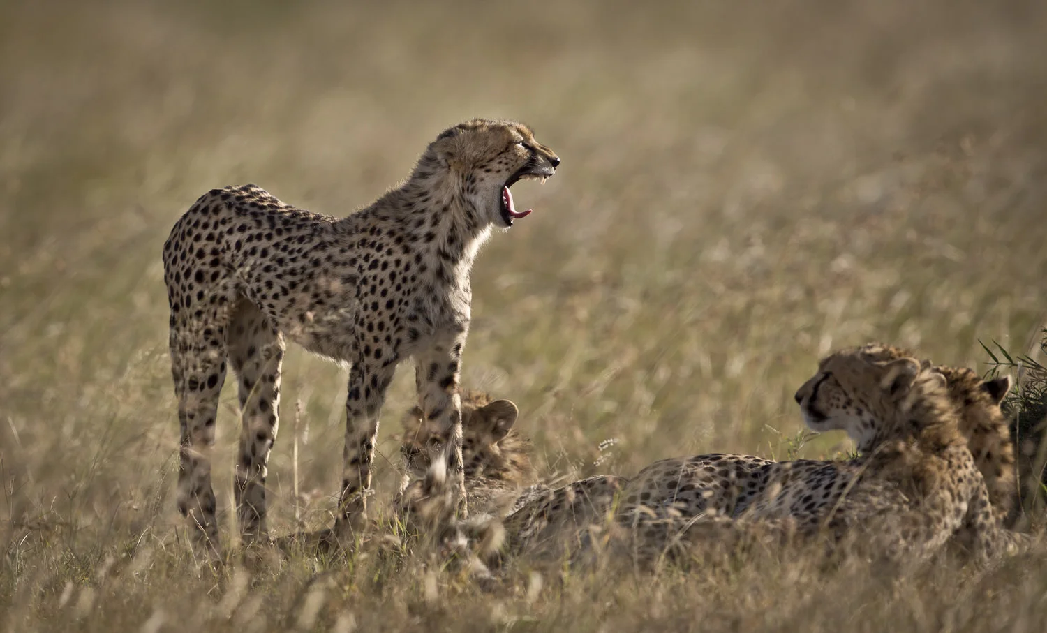 Kenya Wildlife