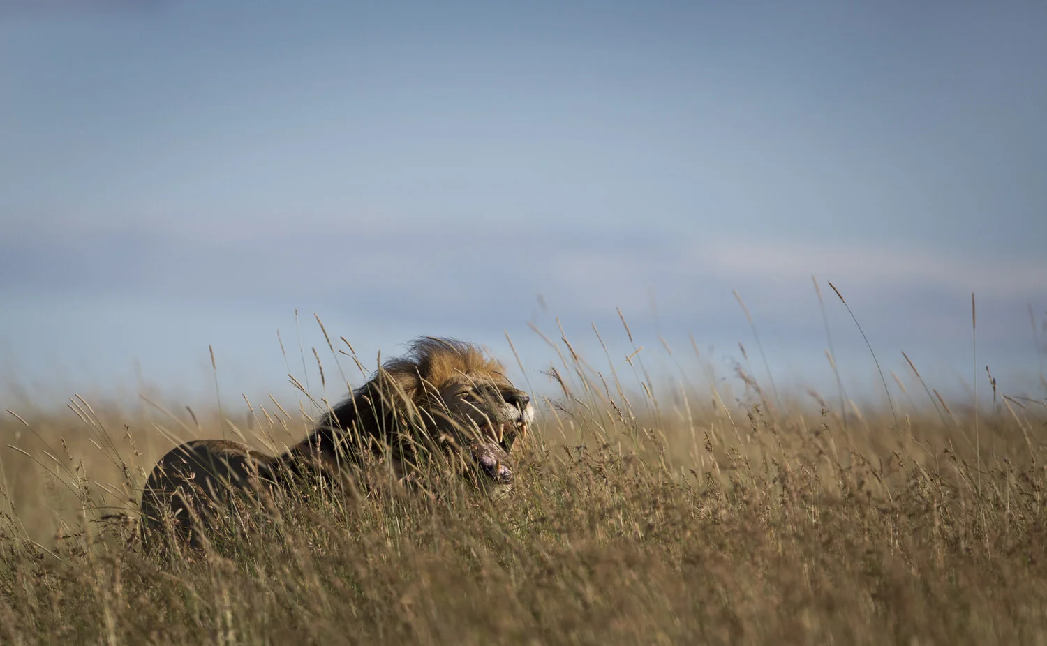 Kenya Wildlife Lions