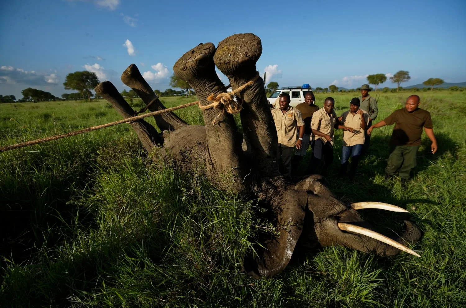Tanzania Africa Saving Elephants