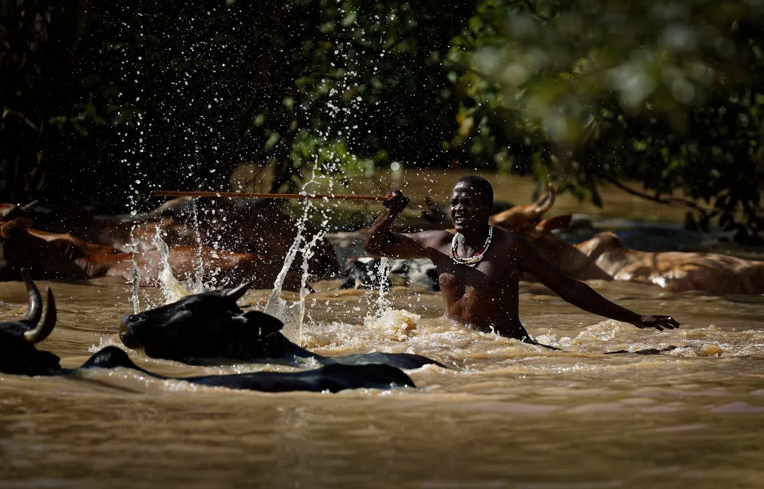 Tanzania Africa Saving Elephants